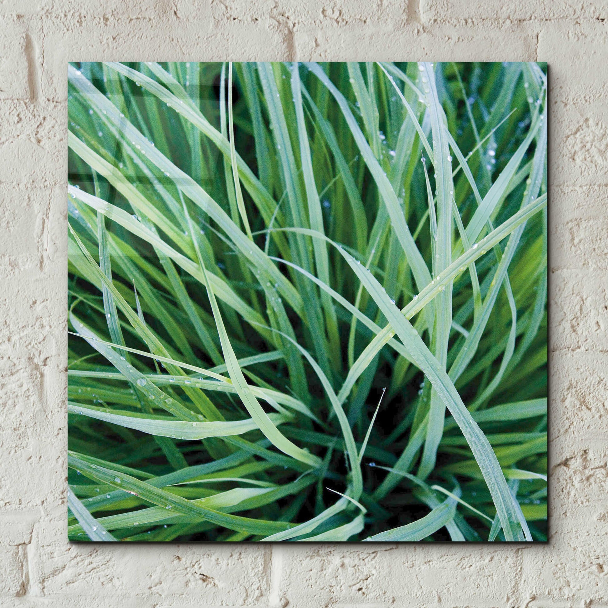 Epic Art 'Grass with Morning Dew' by Jan Bell Acrylic Glass Wall Art,12x12