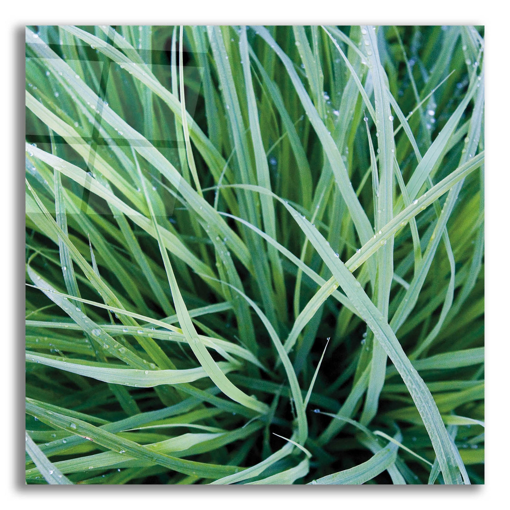 Epic Art 'Grass with Morning Dew' by Jan Bell Acrylic Glass Wall Art,12x12