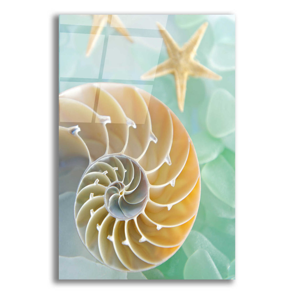 Epic Art 'Seaglass 2' by Alan Blaustein Acrylic Glass Wall Art