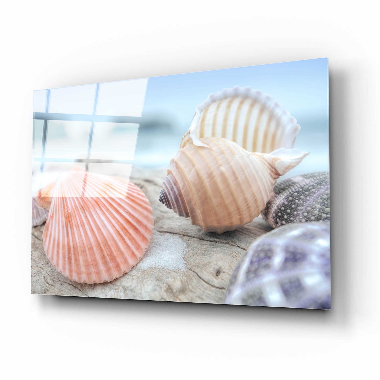 Epic Art 'Crescent Beach Shells 10' by Alan Blaustein Acrylic Glass Wall Art,16x12