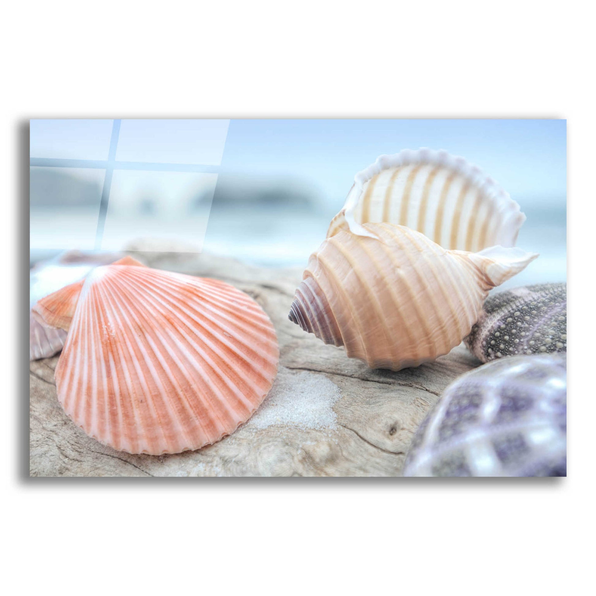 Epic Art 'Crescent Beach Shells 10' by Alan Blaustein Acrylic Glass Wall Art,16x12