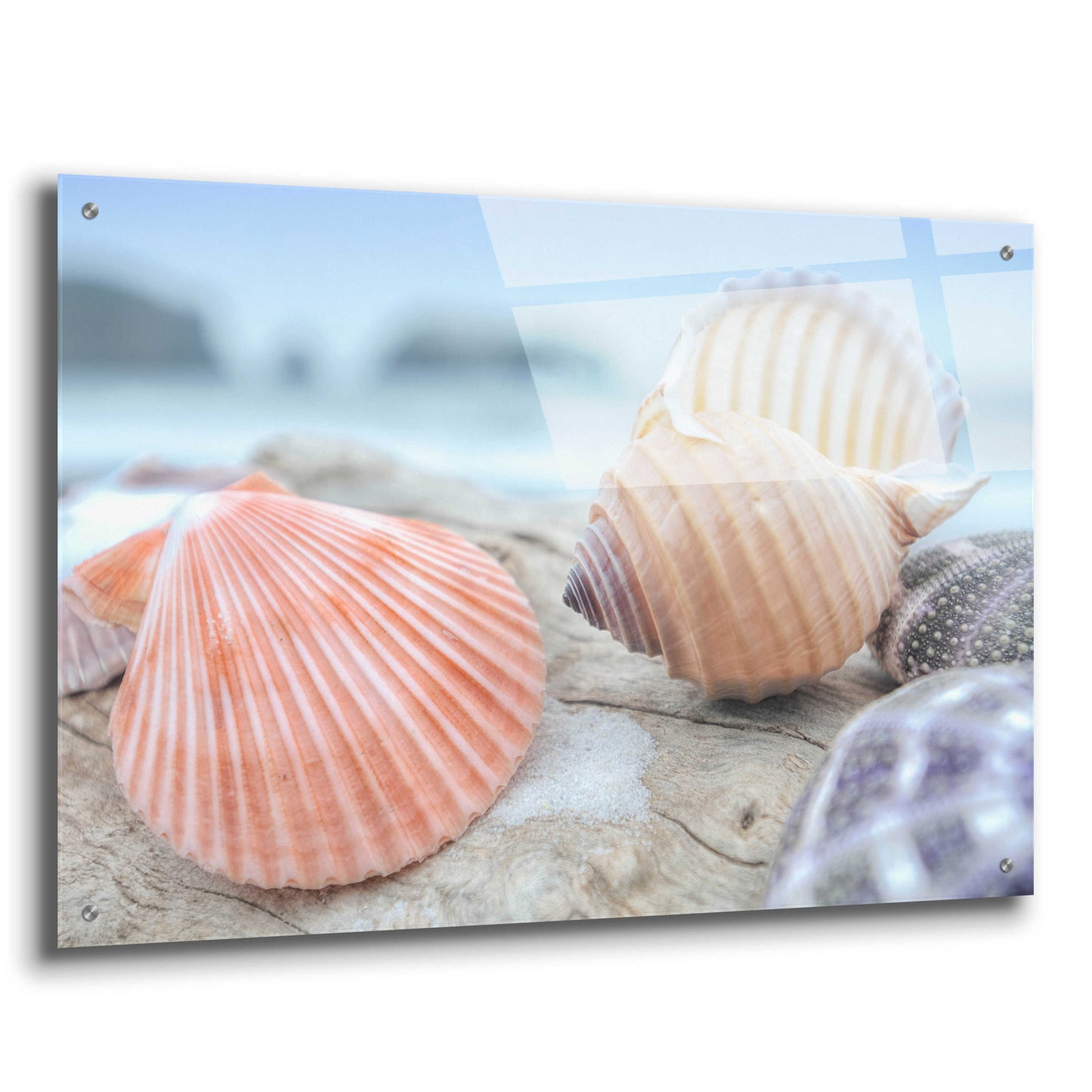 Epic Art 'Crescent Beach Shells 10' by Alan Blaustein Acrylic Glass Wall Art,36x24