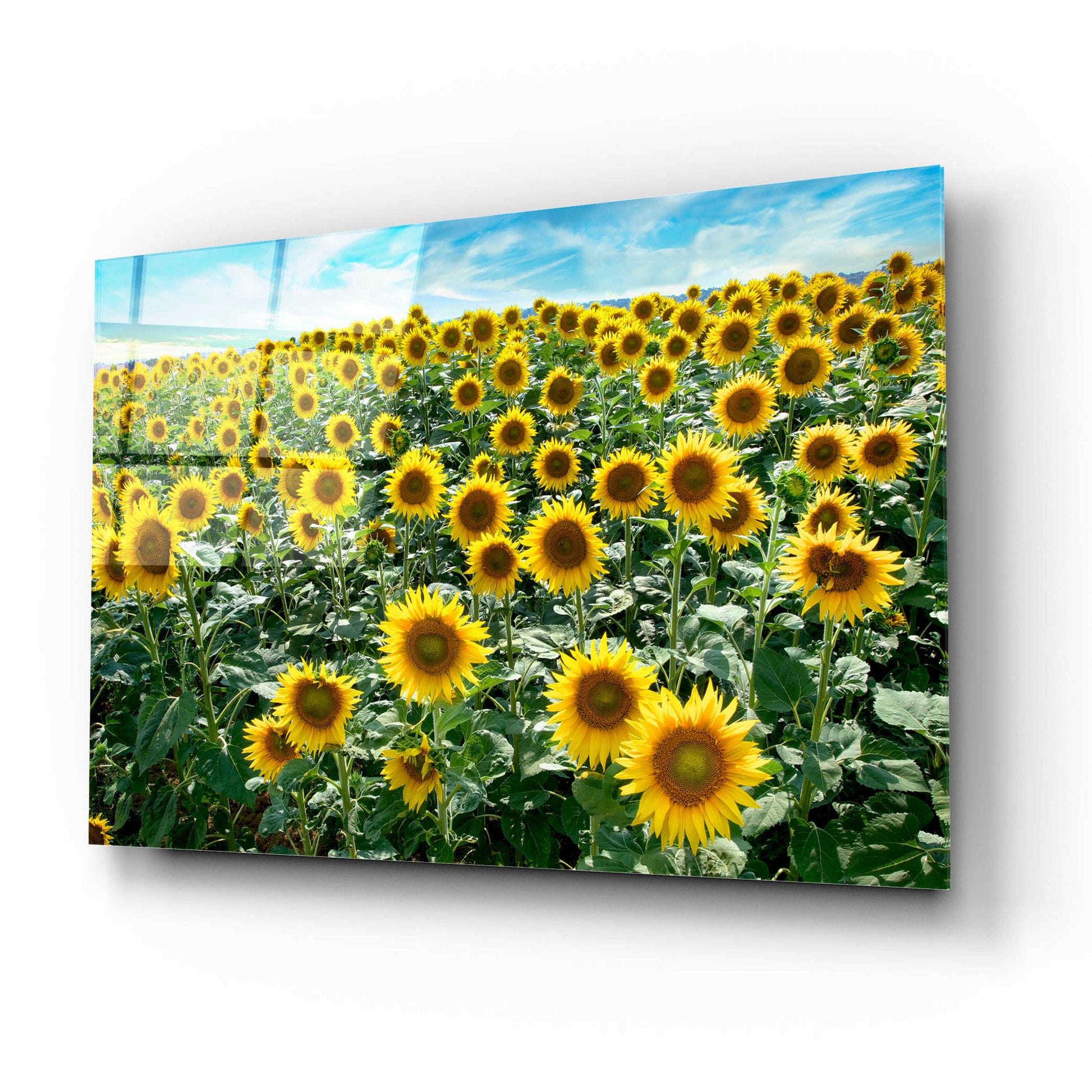 Epic Art 'Cortona Sunflowers 1' by Alan Blaustein Acrylic Glass Wall Art,16x12