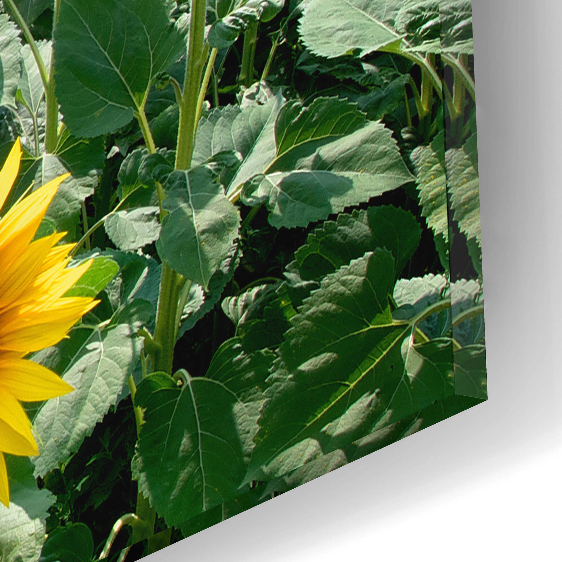 Epic Art 'Cortona Sunflowers 1' by Alan Blaustein Acrylic Glass Wall Art,16x12