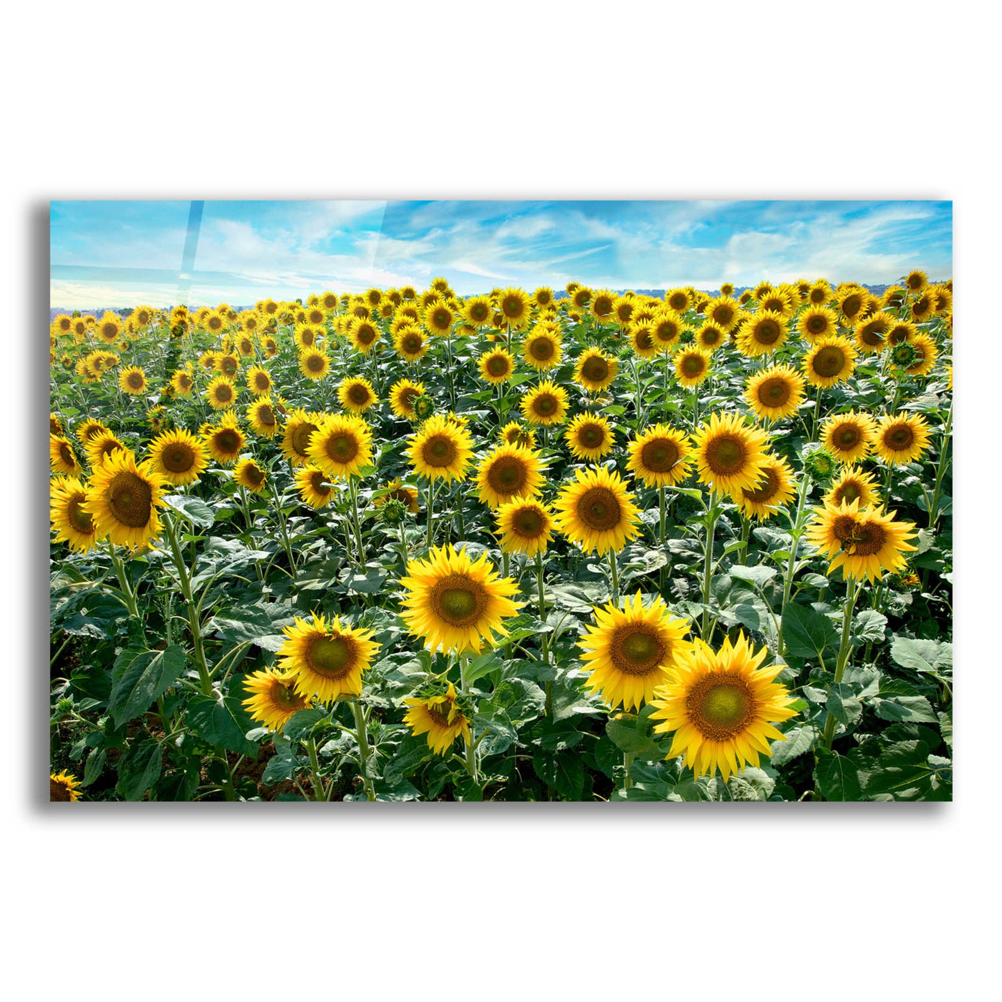 Epic Art 'Cortona Sunflowers 1' by Alan Blaustein Acrylic Glass Wall Art,16x12