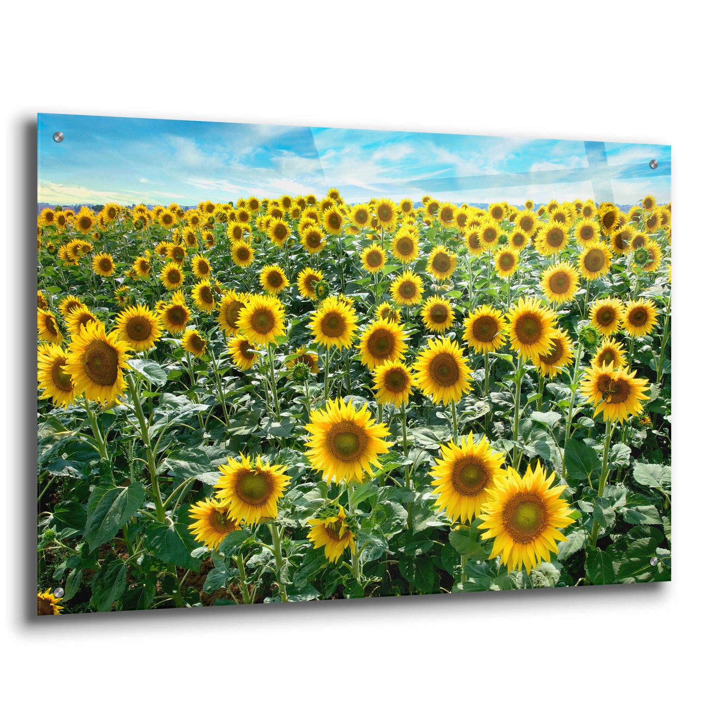 Epic Art 'Cortona Sunflowers 1' by Alan Blaustein Acrylic Glass Wall Art,36x24