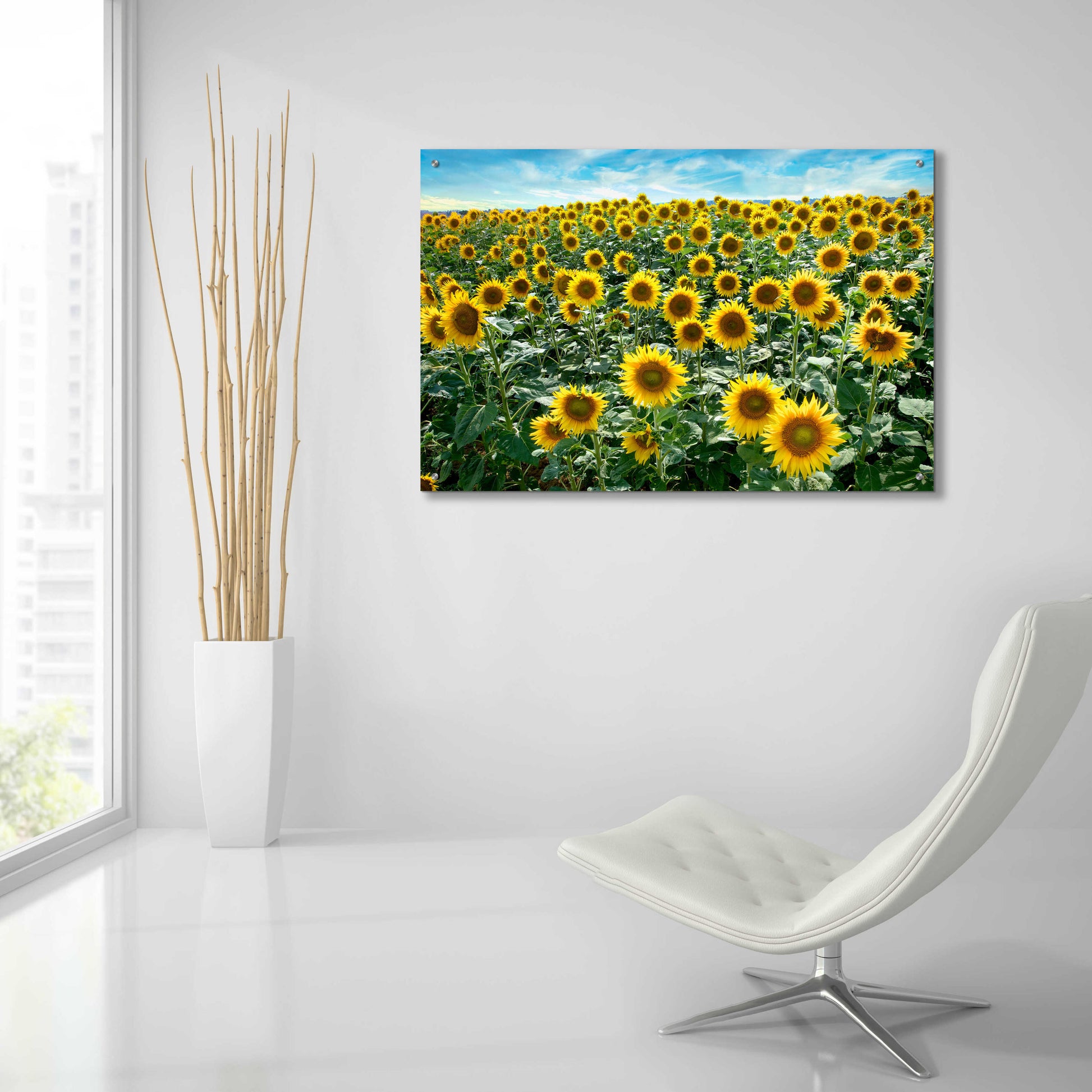 Epic Art 'Cortona Sunflowers 1' by Alan Blaustein Acrylic Glass Wall Art,36x24