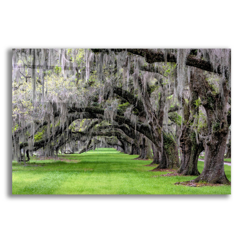 Epic Art 'Hanging to the Left' by Daniel Burt Acrylic Glass Wall Art