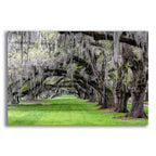 Epic Art 'Hanging to the Left' by Daniel Burt Acrylic Glass Wall Art
