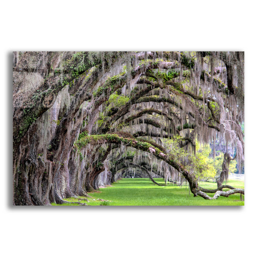 Epic Art 'Hanging to the Right' by Daniel Burt Acrylic Glass Wall Art