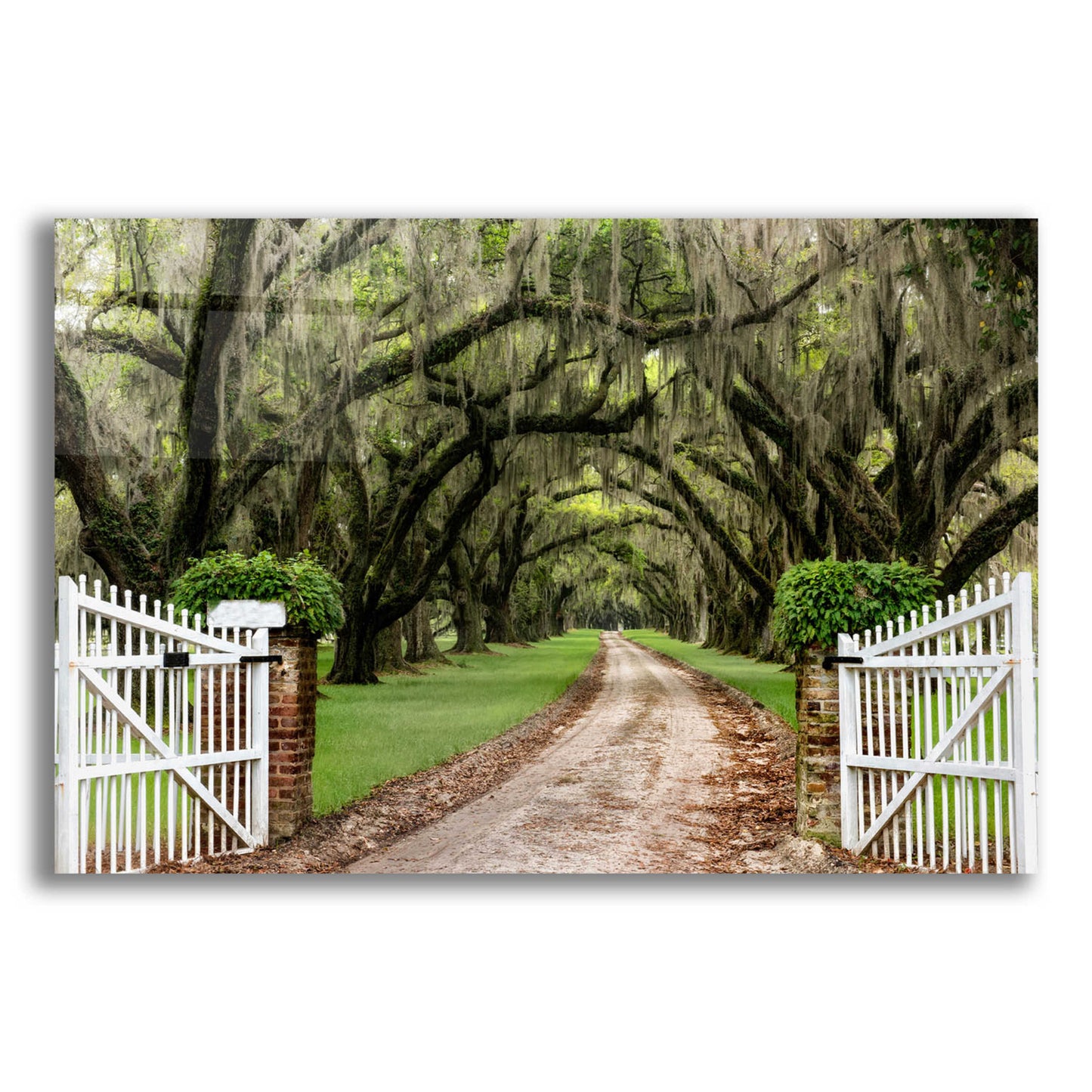 Epic Art 'Plantation Road' by Daniel Burt Acrylic Glass Wall Art,16x12