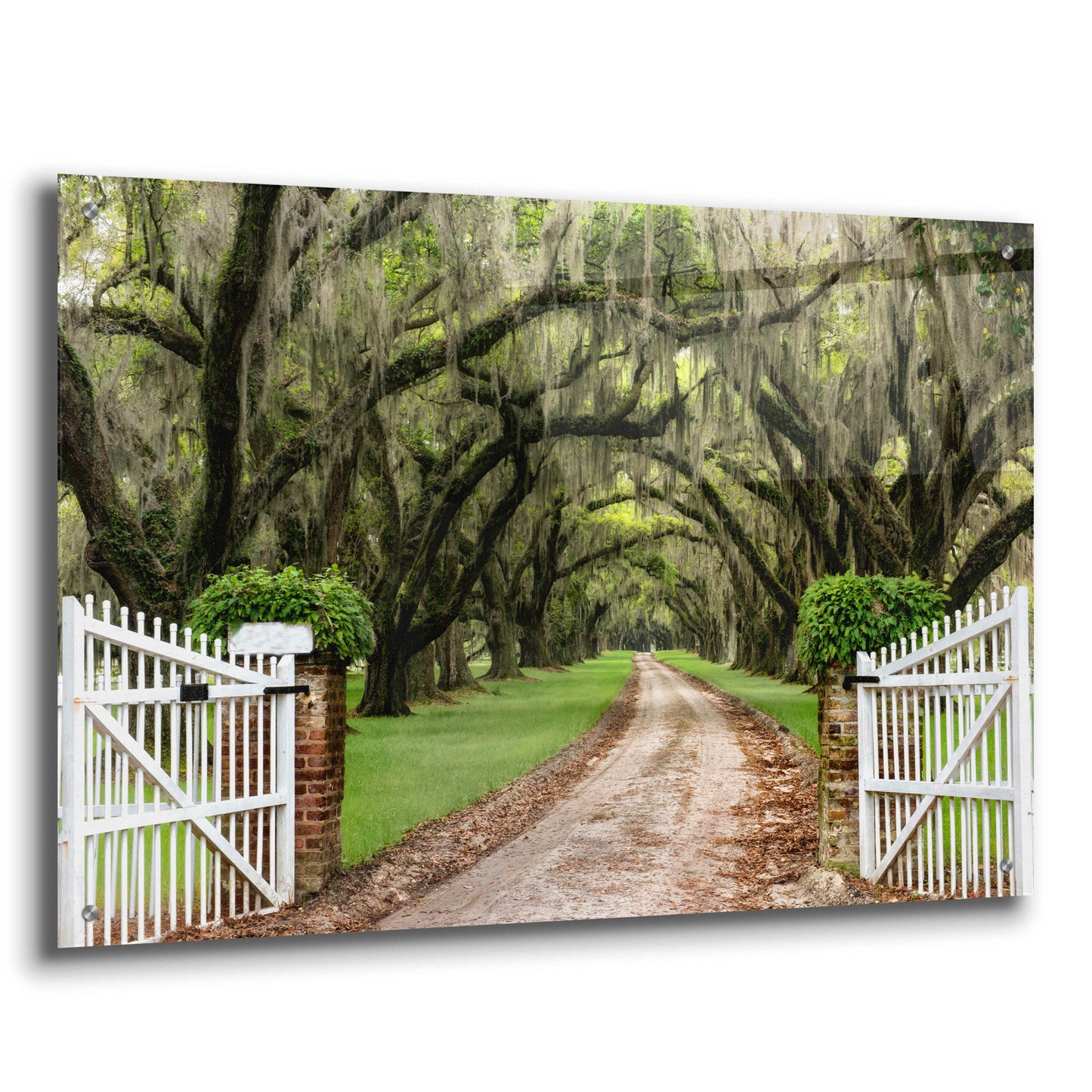 Epic Art 'Plantation Road' by Daniel Burt Acrylic Glass Wall Art,36x24