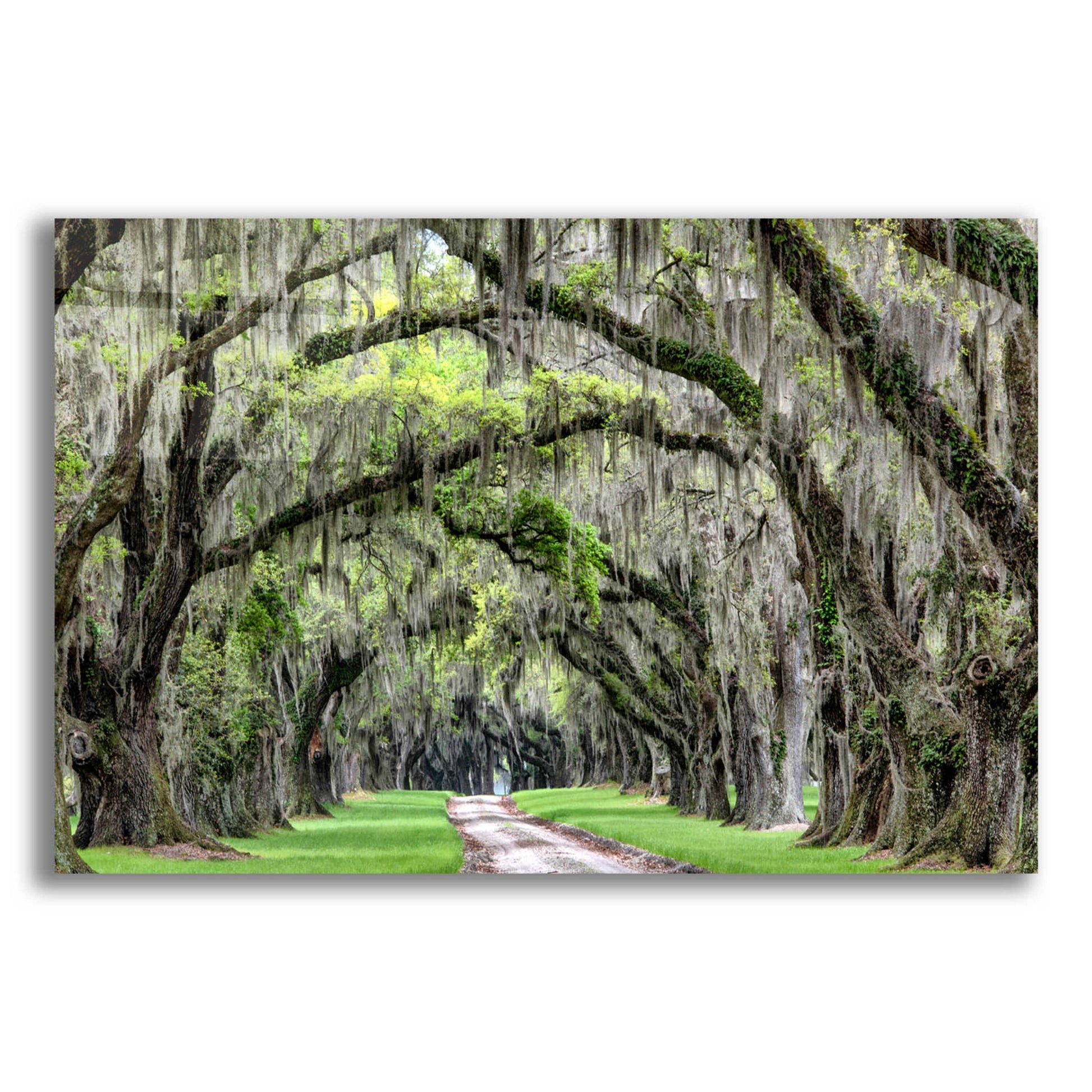 Epic Art 'The Old South' by Daniel Burt Acrylic Glass Wall Art,24x16