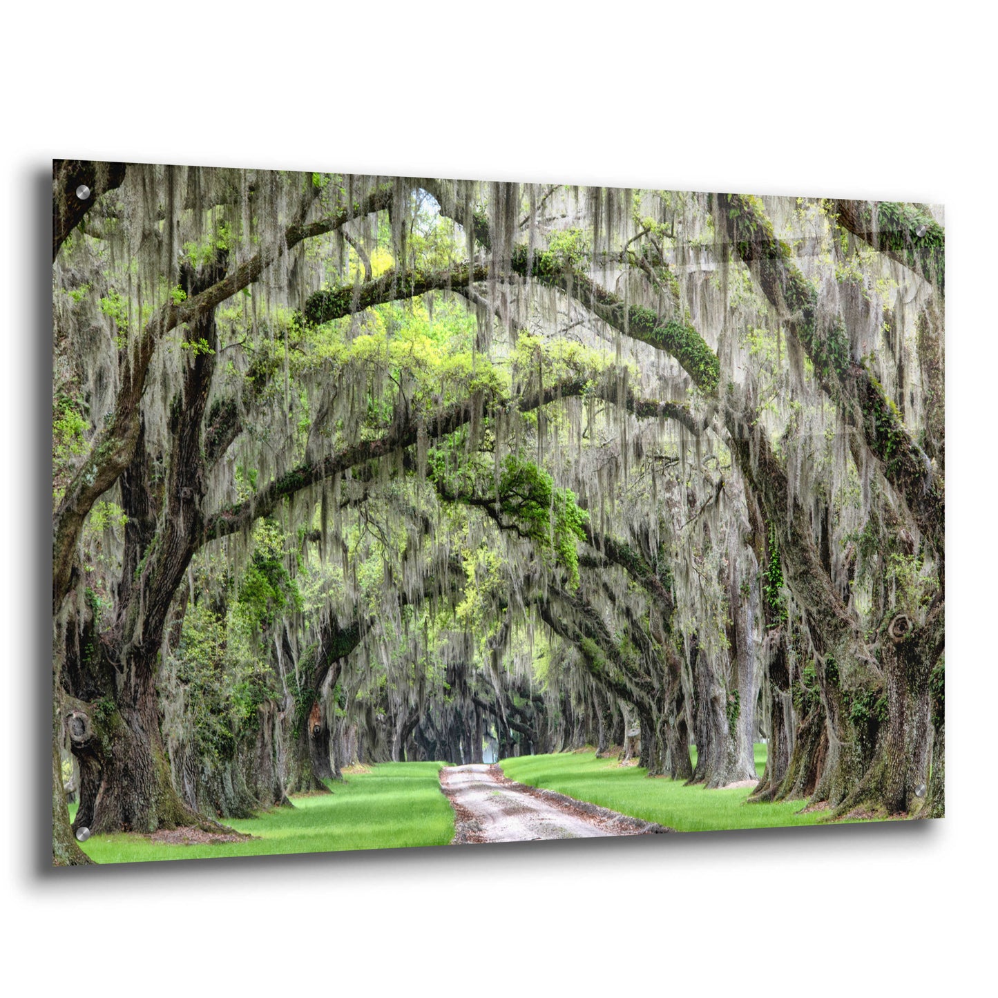 Epic Art 'The Old South' by Daniel Burt Acrylic Glass Wall Art,36x24