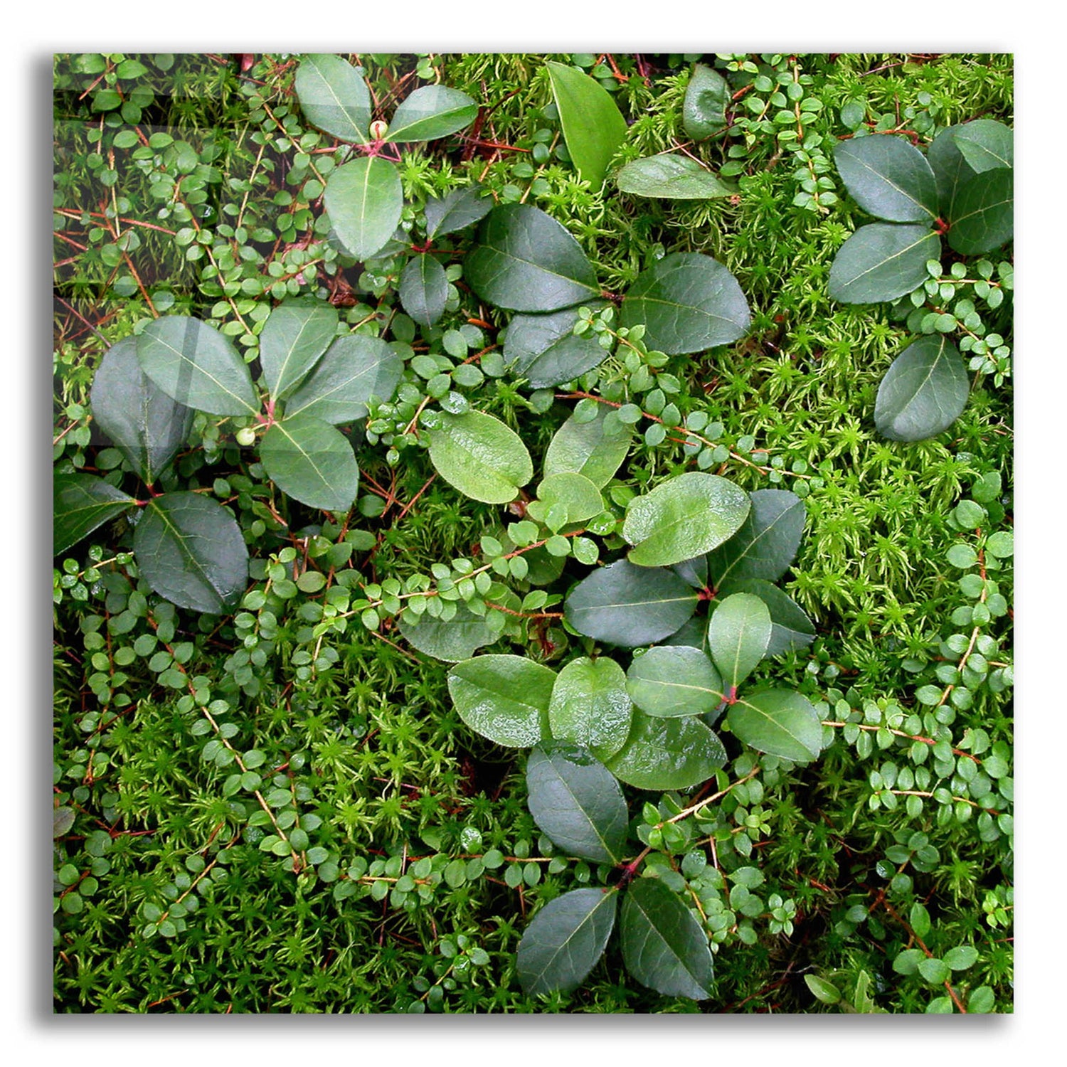 Epic Art 'Forest Floor Detail' by Jan Bell Acrylic Glass Wall Art