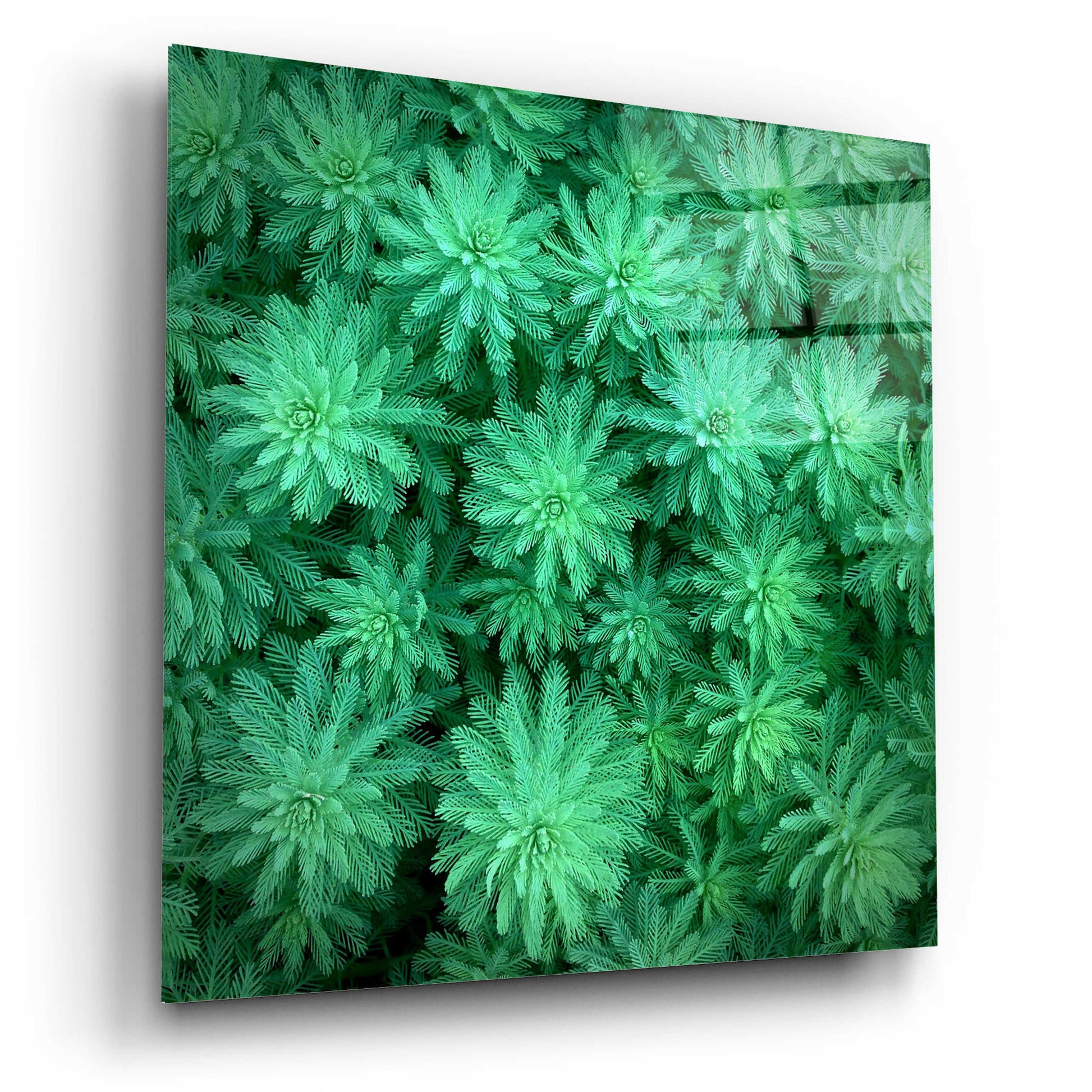 Epic Art 'Sea Green' by Jan Bell Acrylic Glass Wall Art,12x12