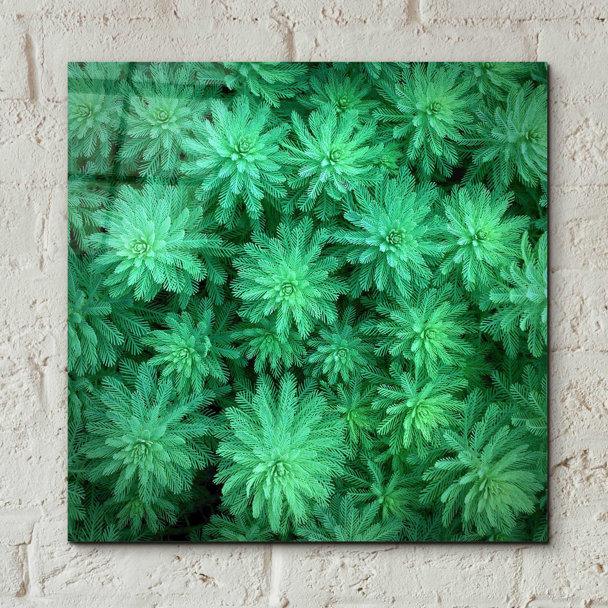 Epic Art 'Sea Green' by Jan Bell Acrylic Glass Wall Art,12x12