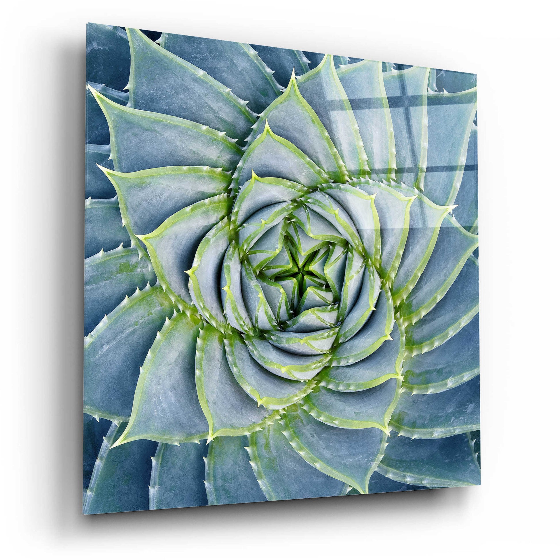 Epic Art 'Spiral Succulent' by Jan Bell Acrylic Glass Wall Art,12x12