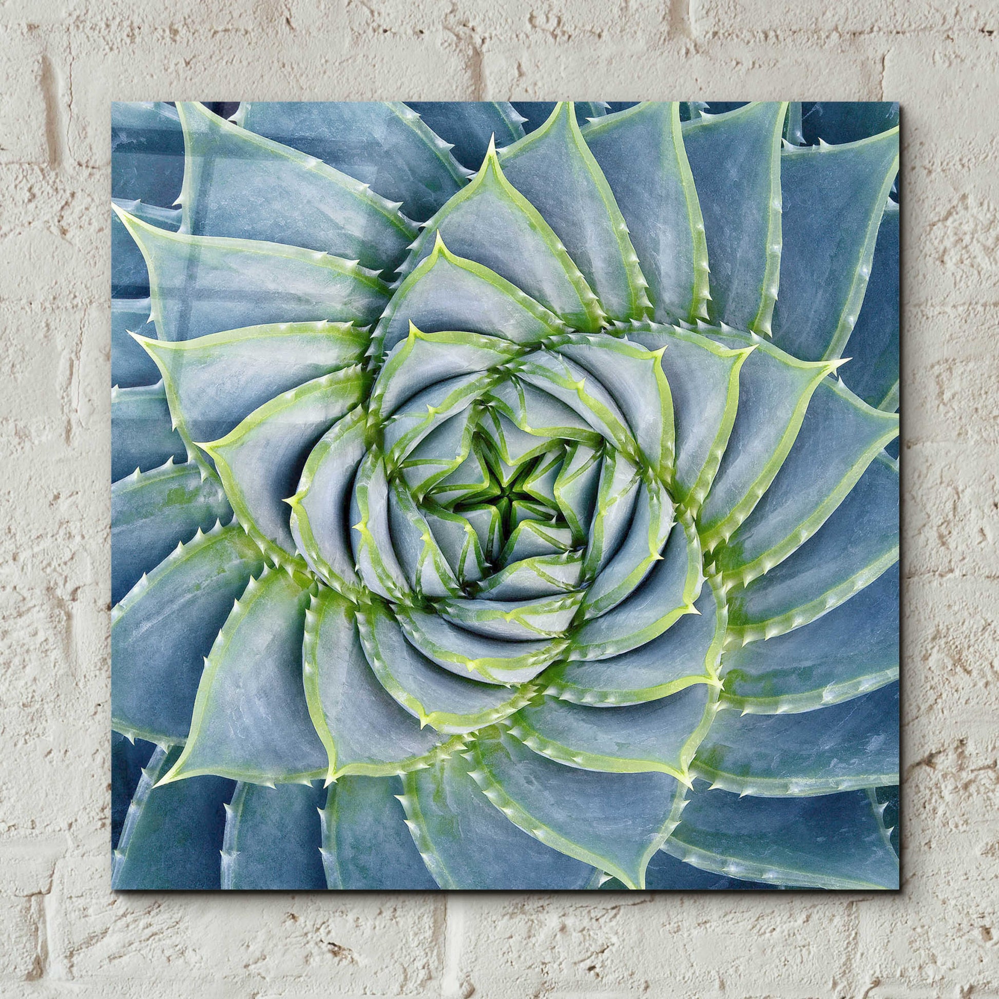 Epic Art 'Spiral Succulent' by Jan Bell Acrylic Glass Wall Art,12x12