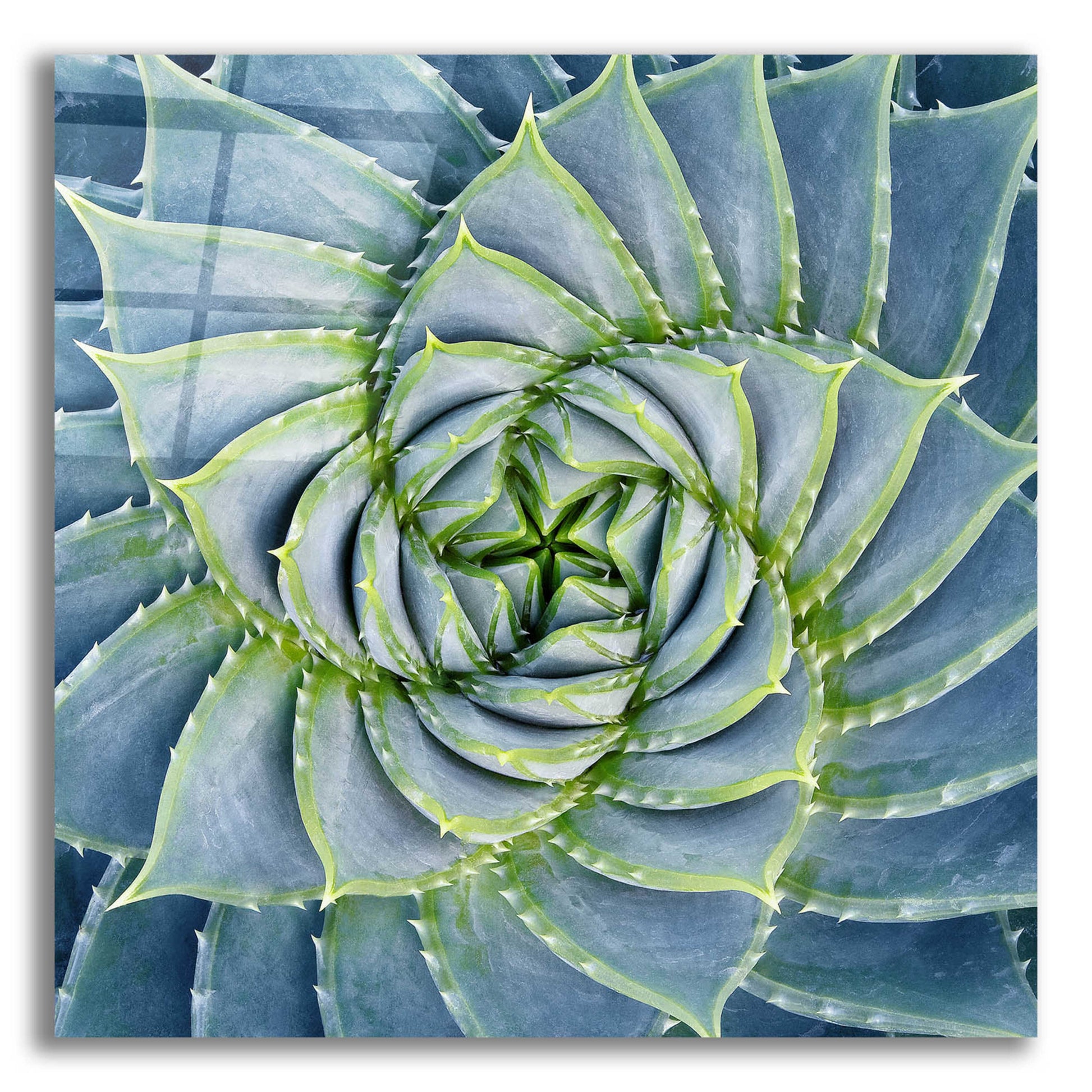 Epic Art 'Spiral Succulent' by Jan Bell Acrylic Glass Wall Art,12x12