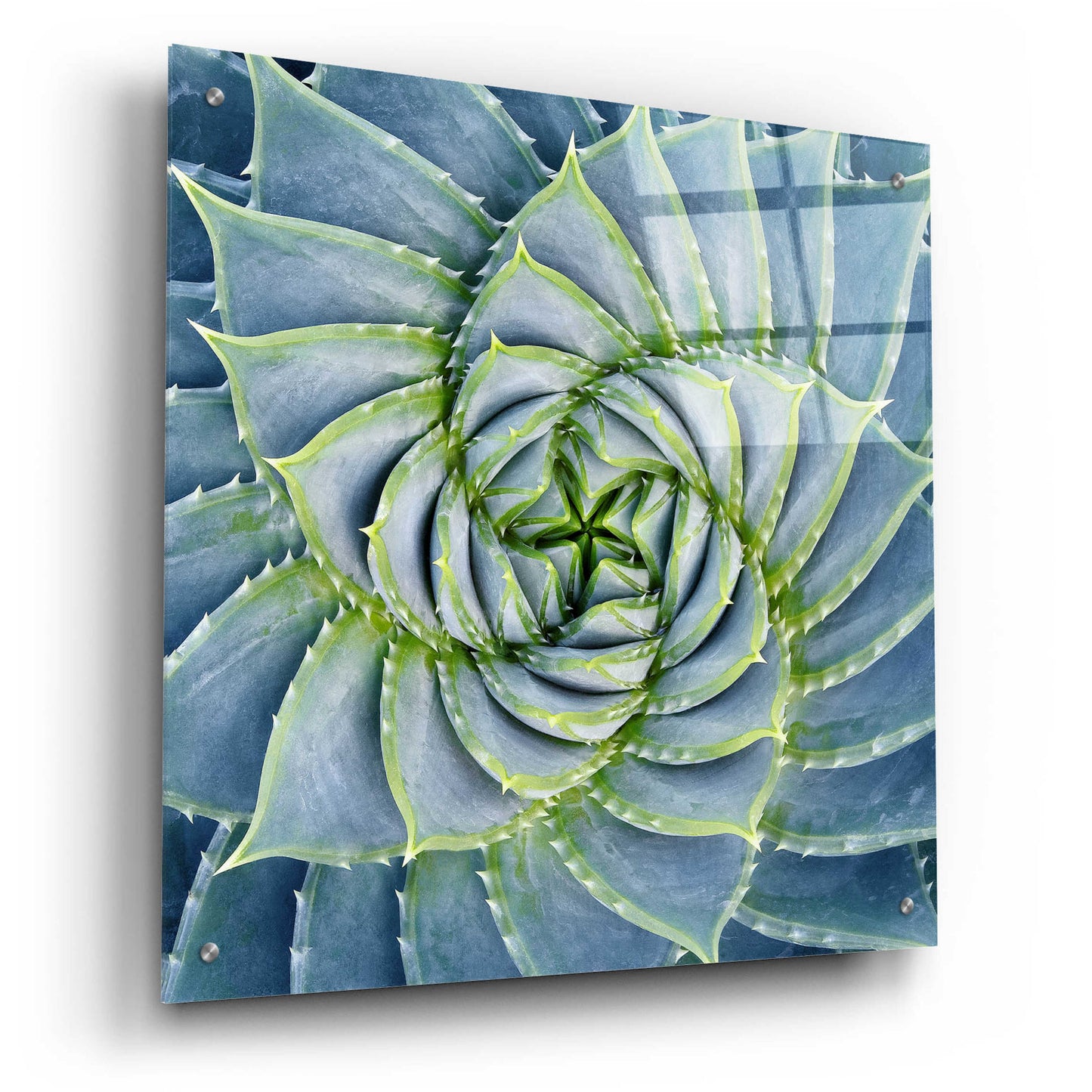 Epic Art 'Spiral Succulent' by Jan Bell Acrylic Glass Wall Art,24x24