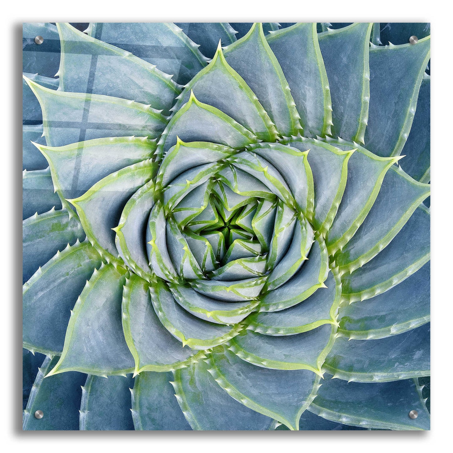 Epic Art 'Spiral Succulent' by Jan Bell Acrylic Glass Wall Art,24x24