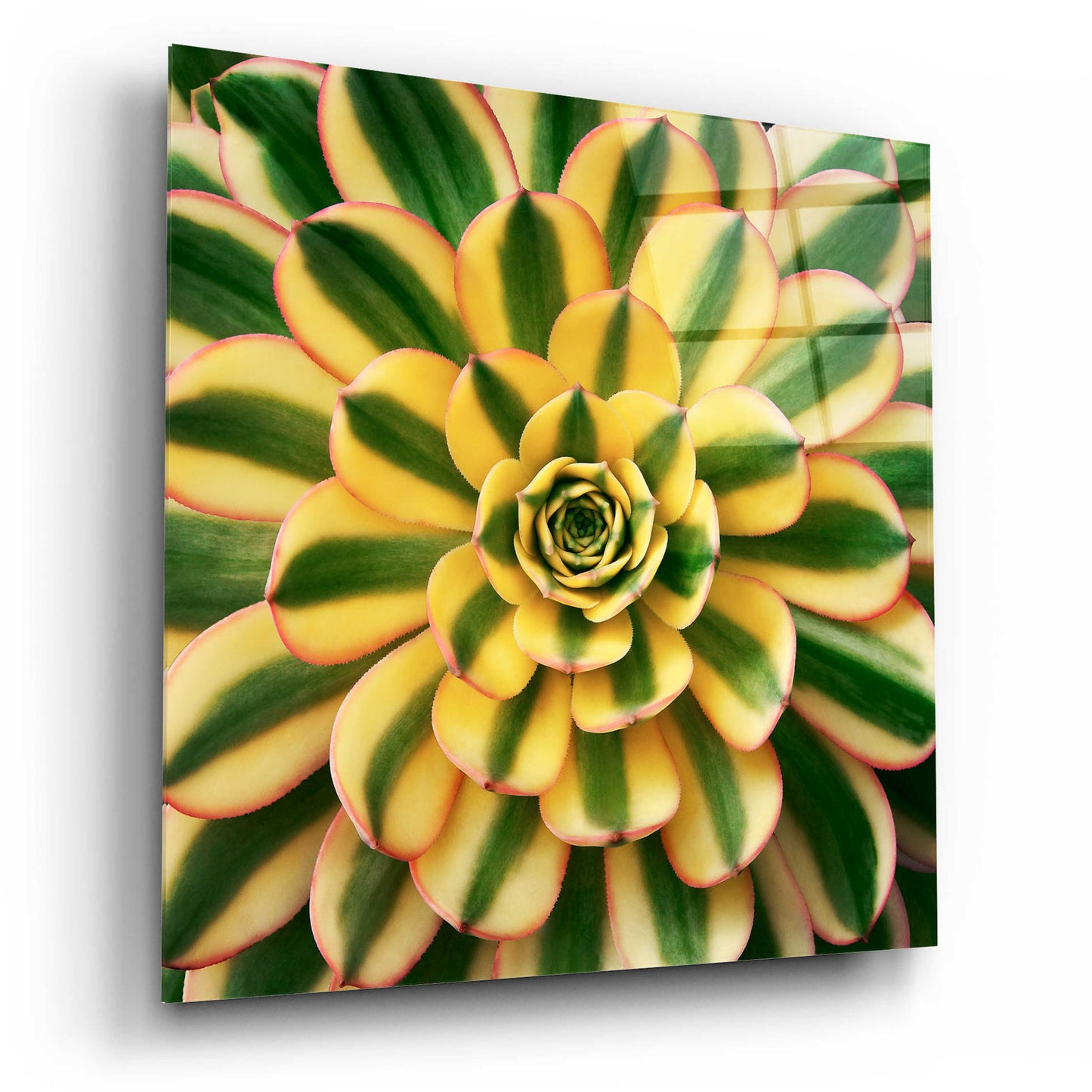 Epic Art 'Striped Succulent' by Jan Bell Acrylic Glass Wall Art,12x12