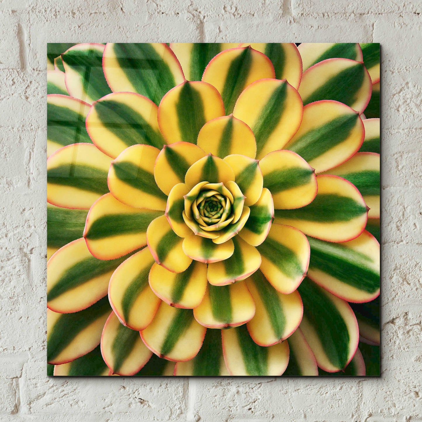 Epic Art 'Striped Succulent' by Jan Bell Acrylic Glass Wall Art,12x12