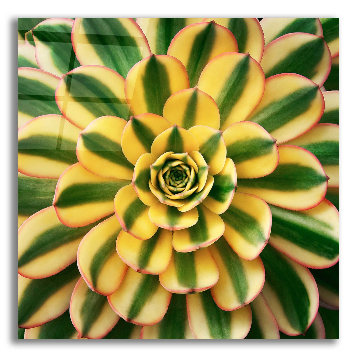 Epic Art 'Striped Succulent' by Jan Bell Acrylic Glass Wall Art,12x12