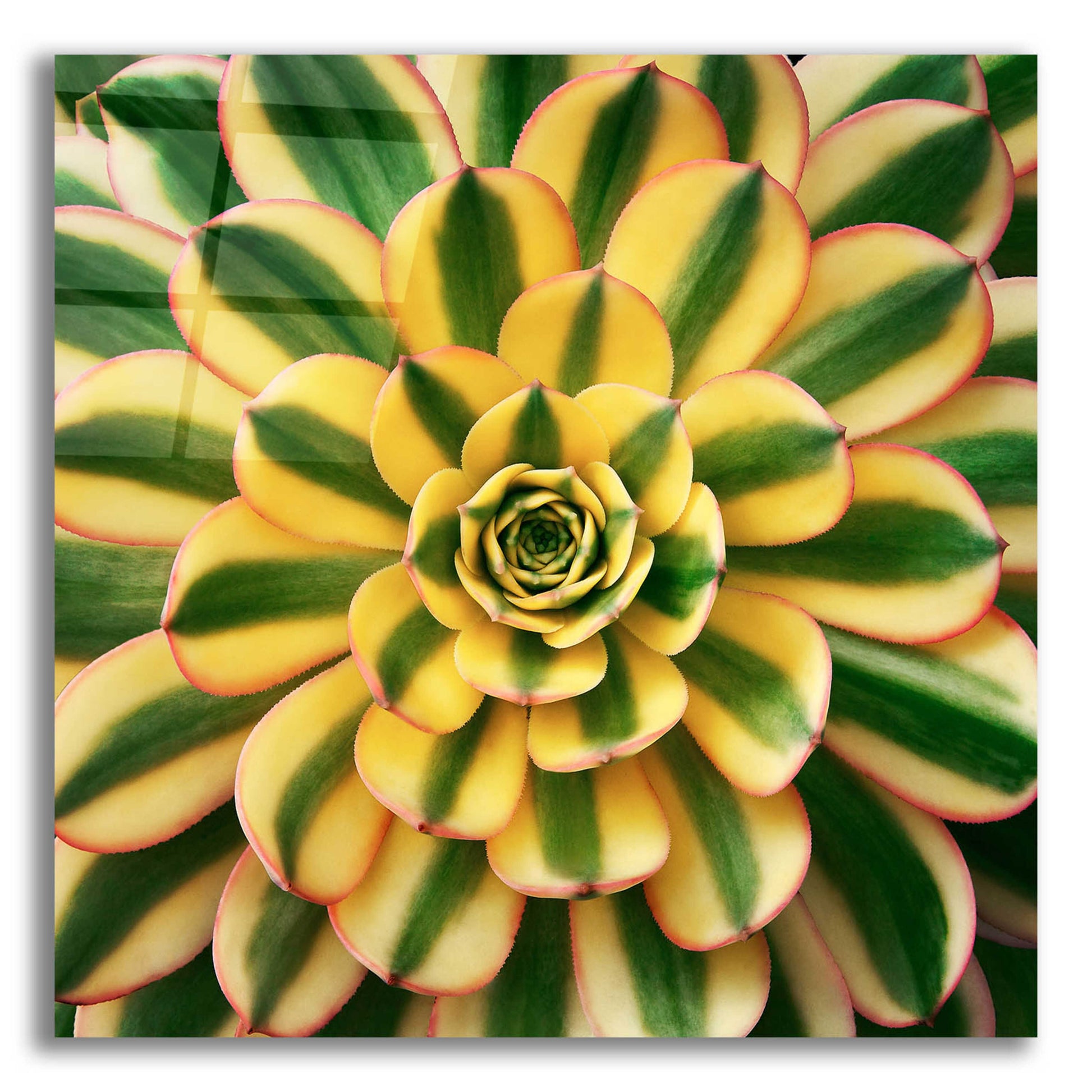 Epic Art 'Striped Succulent' by Jan Bell Acrylic Glass Wall Art,12x12