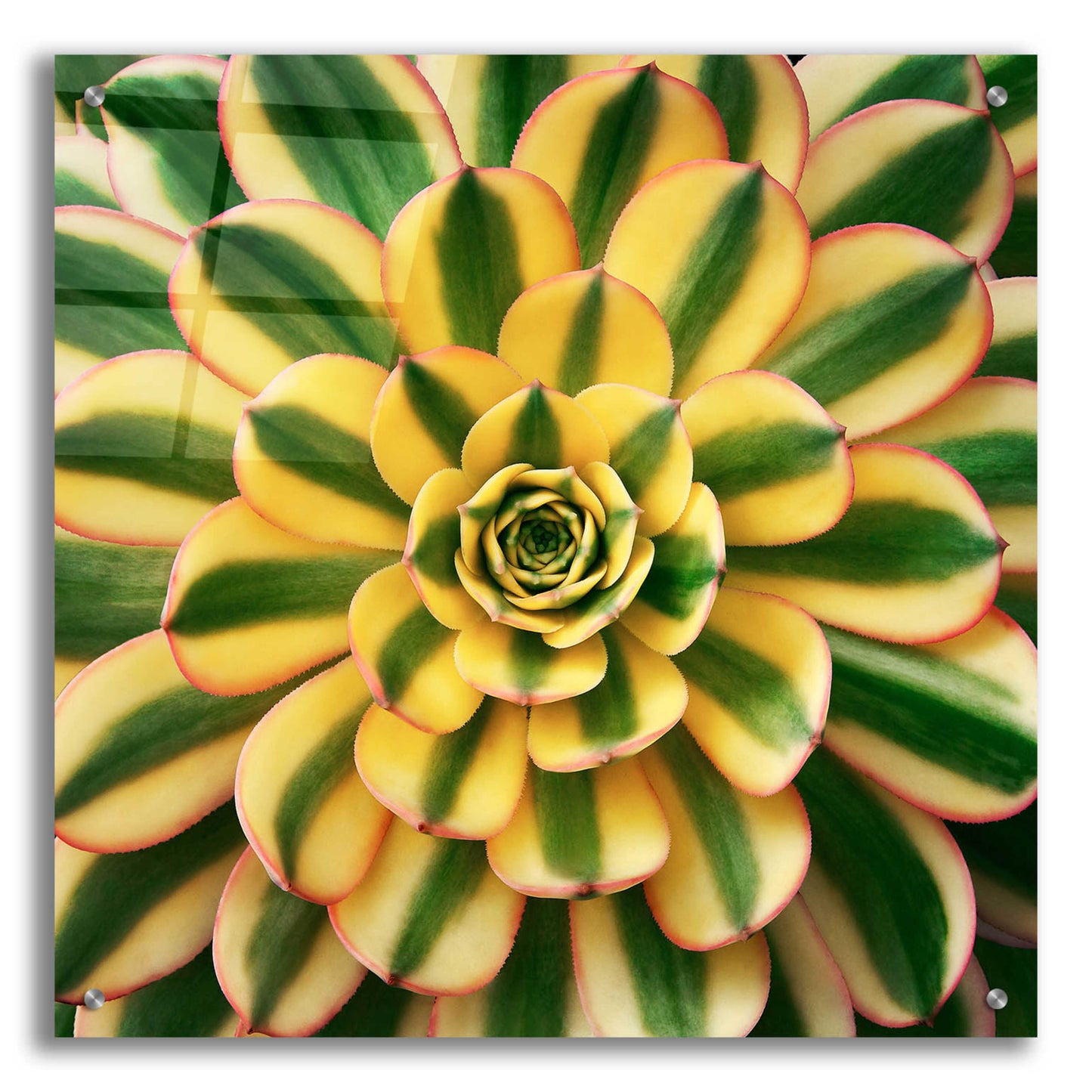 Epic Art 'Striped Succulent' by Jan Bell Acrylic Glass Wall Art,24x24