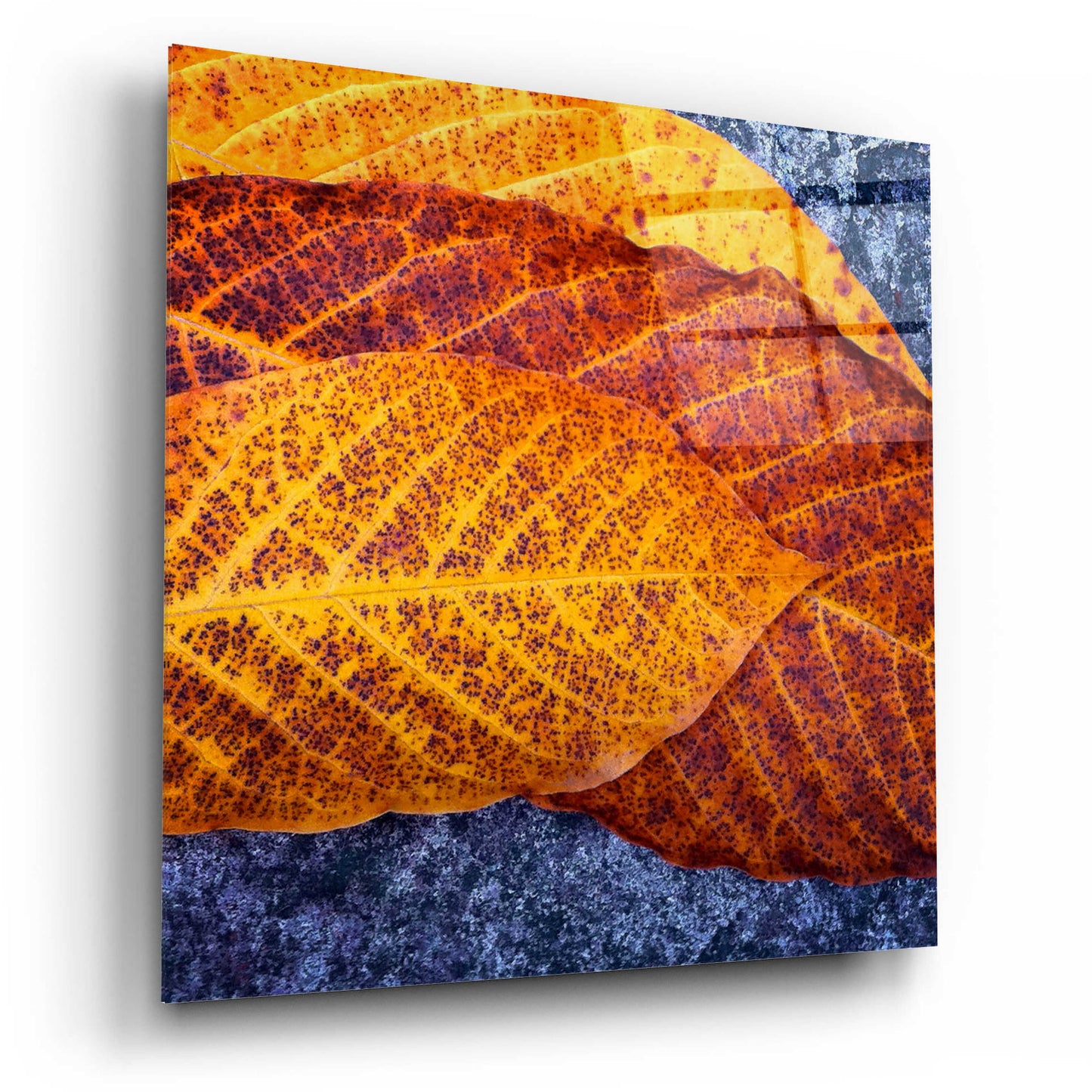 Epic Art 'Three Leaves' by Jan Bell Acrylic Glass Wall Art,12x12