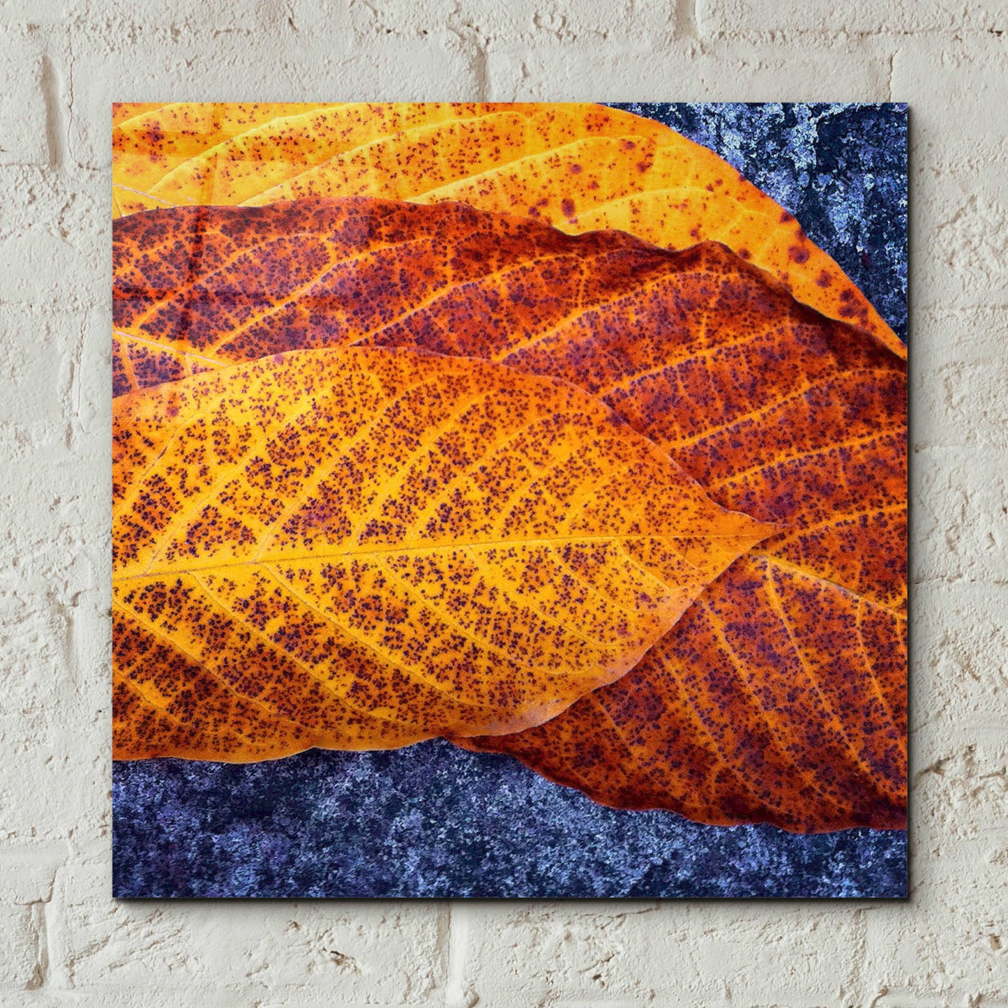 Epic Art 'Three Leaves' by Jan Bell Acrylic Glass Wall Art,12x12