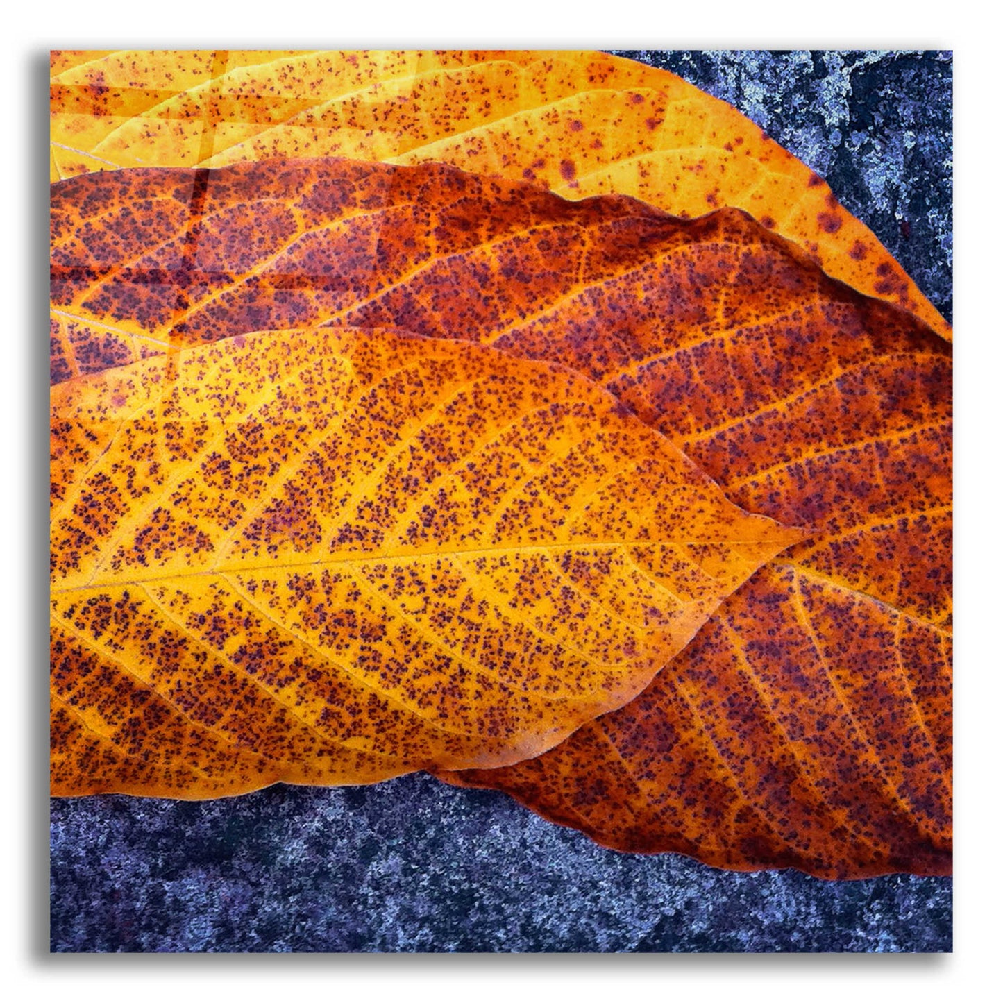 Epic Art 'Three Leaves' by Jan Bell Acrylic Glass Wall Art,12x12