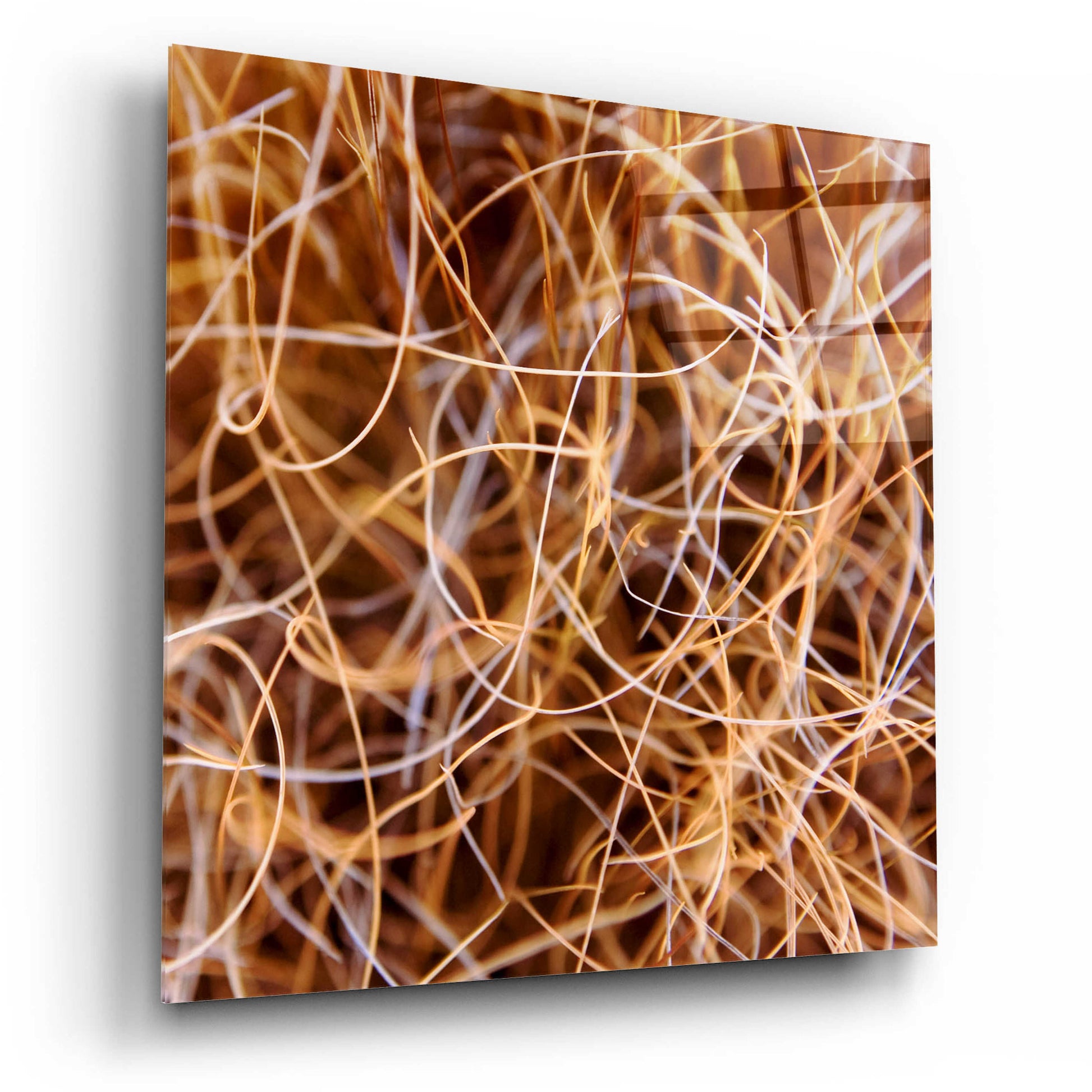 Epic Art 'Zion Grass' by Jan Bell Acrylic Glass Wall Art,12x12