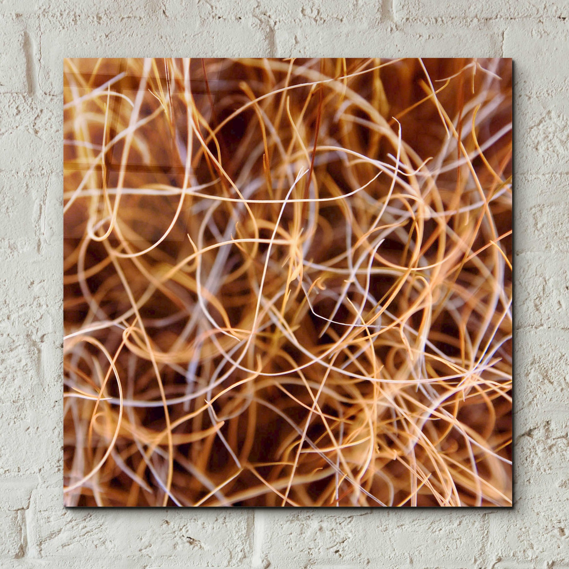 Epic Art 'Zion Grass' by Jan Bell Acrylic Glass Wall Art,12x12