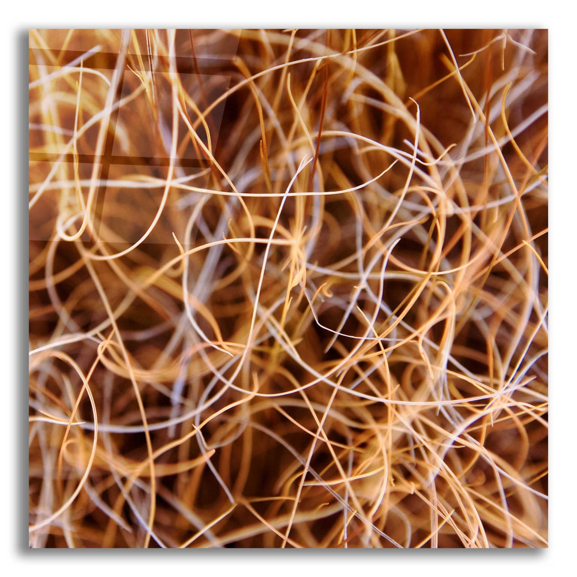 Epic Art 'Zion Grass' by Jan Bell Acrylic Glass Wall Art