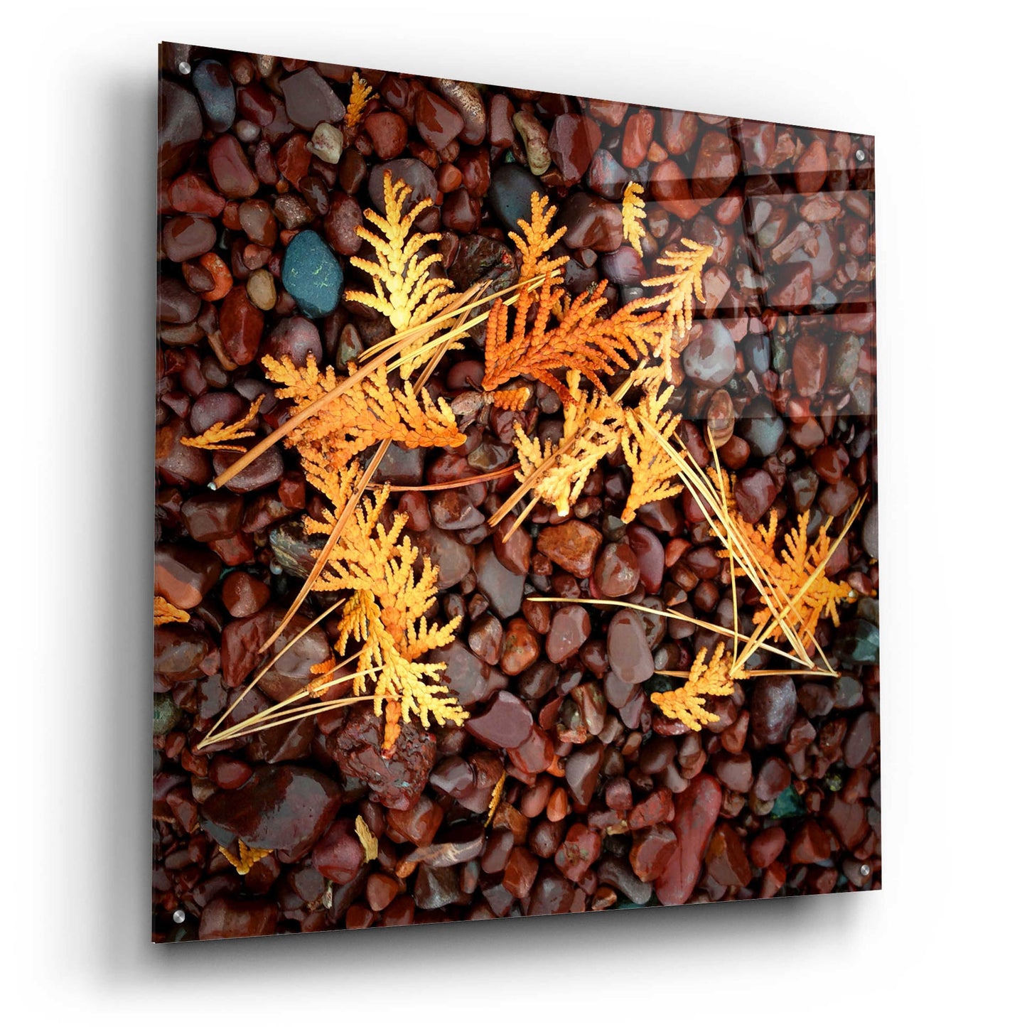 Epic Art 'Brown Pebbles with Cedar' by Jan Bell Acrylic Glass Wall Art,36x36