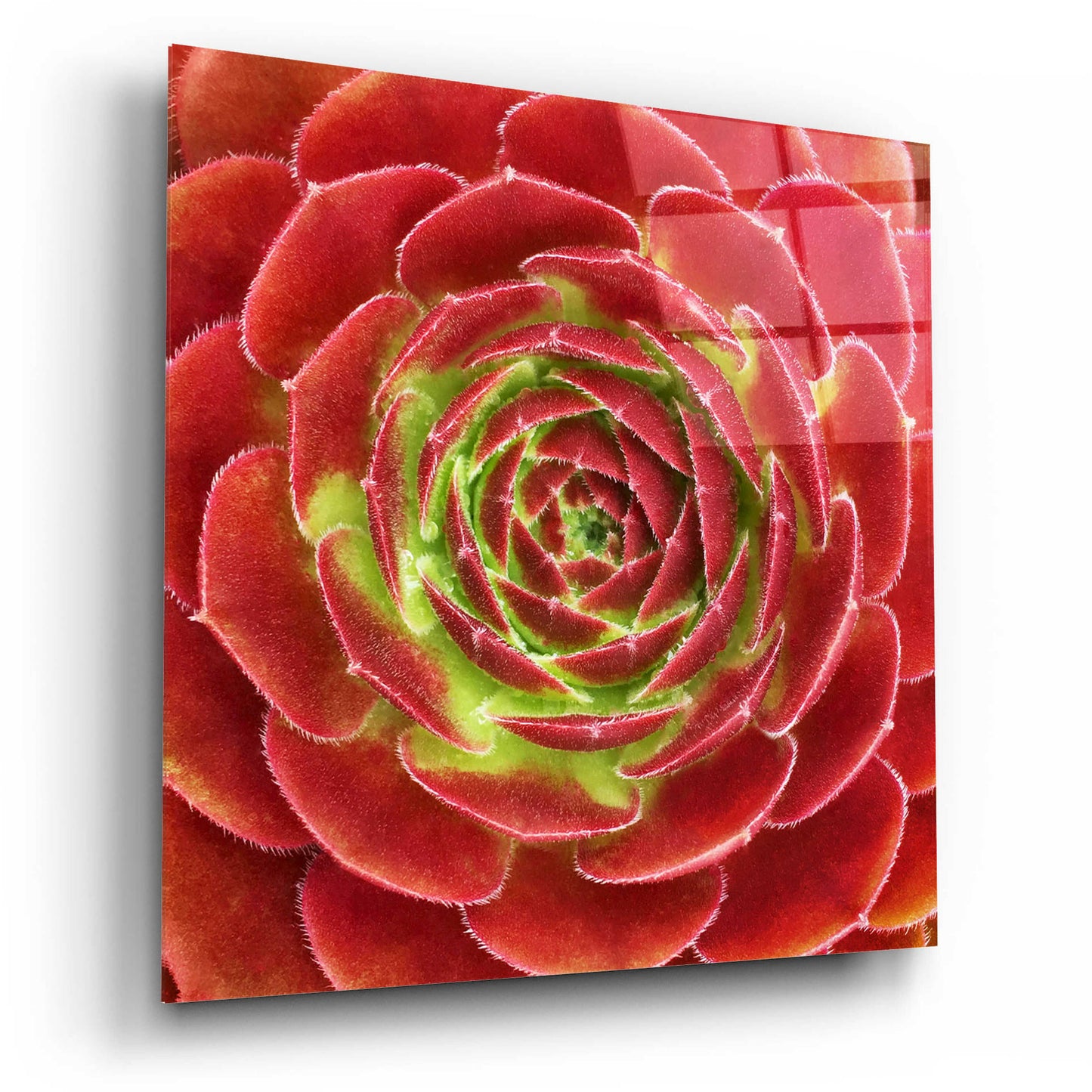 Epic Art 'Fuzzy Red Succulent' by Jan Bell Acrylic Glass Wall Art,12x12