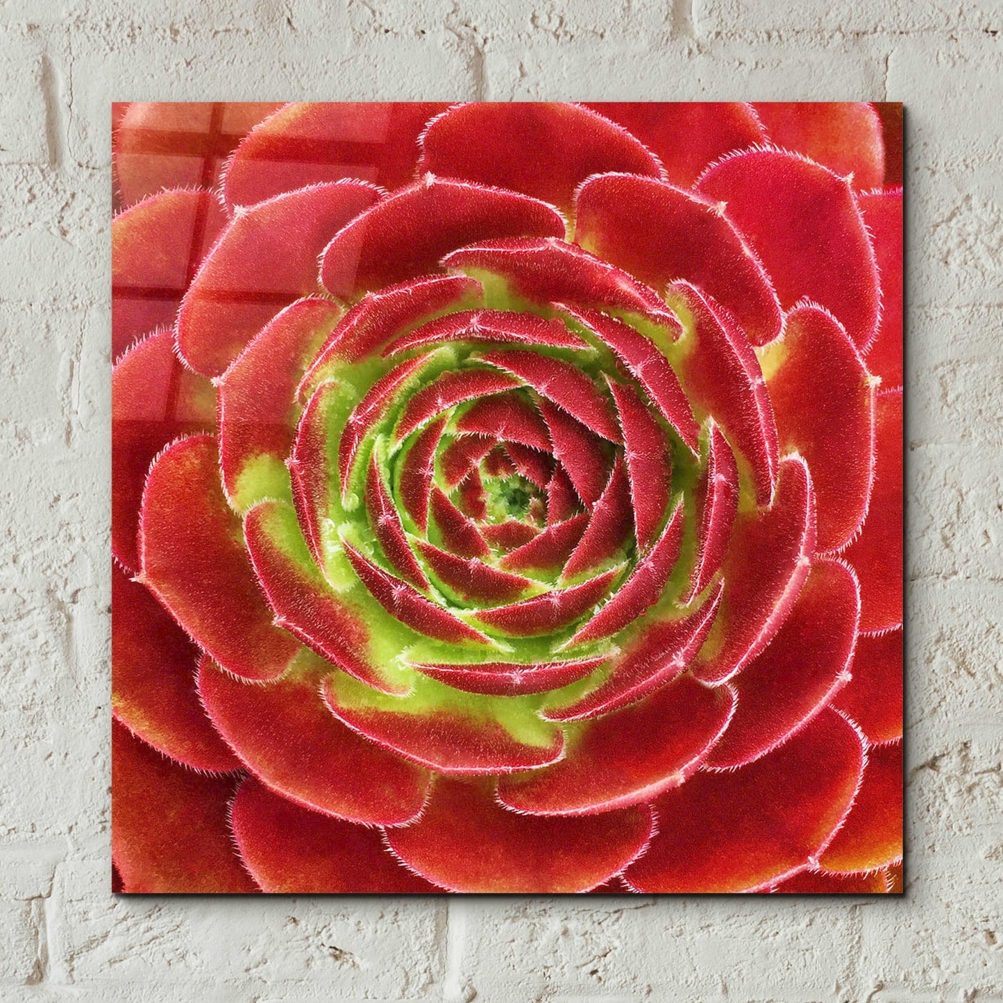 Epic Art 'Fuzzy Red Succulent' by Jan Bell Acrylic Glass Wall Art,12x12