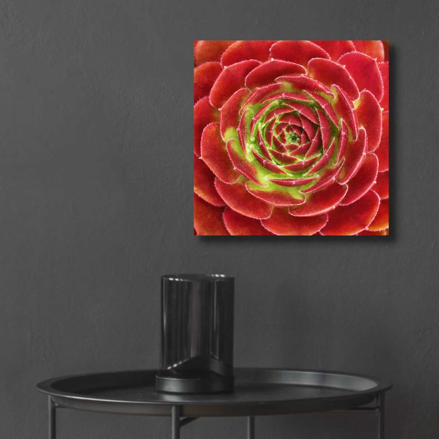 Epic Art 'Fuzzy Red Succulent' by Jan Bell Acrylic Glass Wall Art,12x12