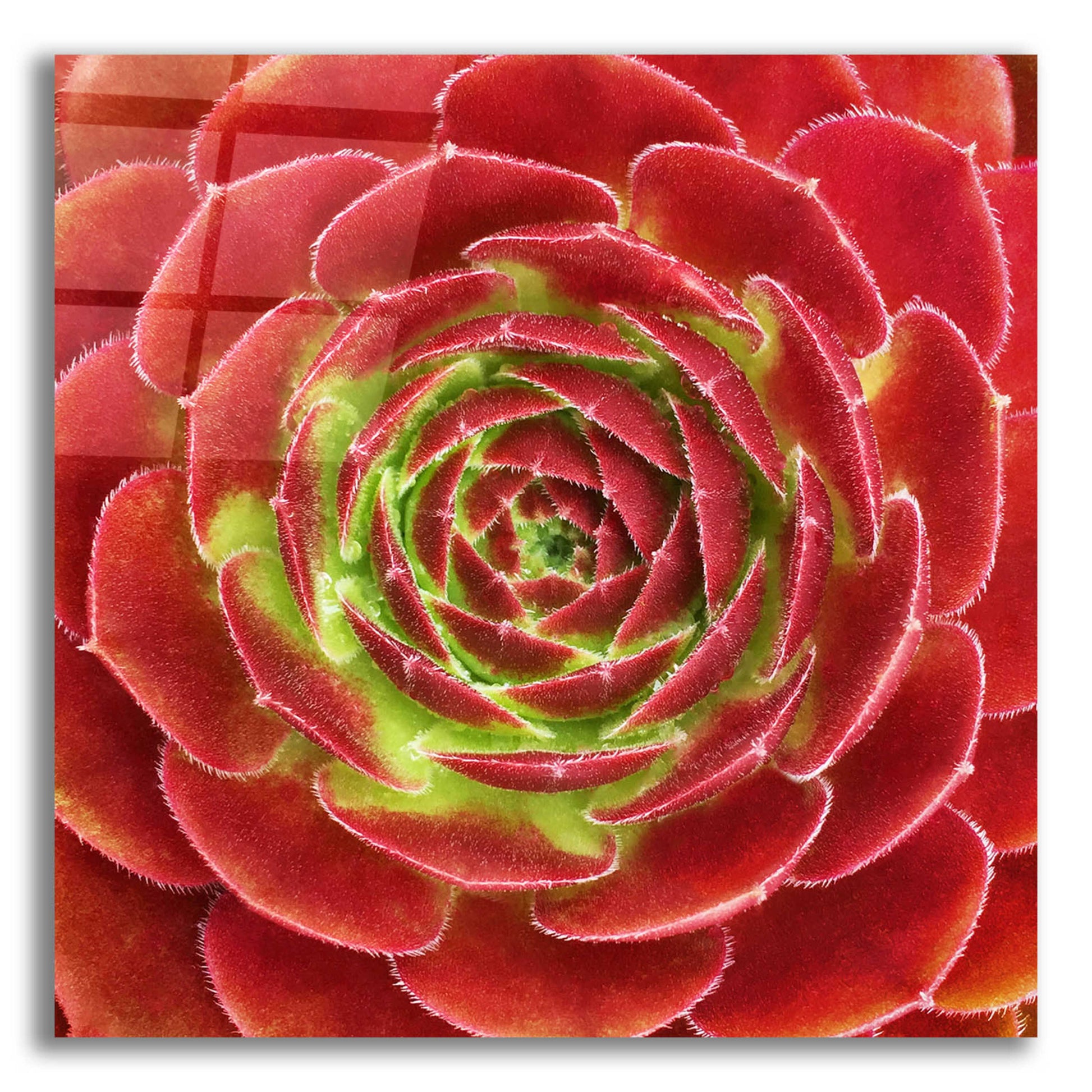 Epic Art 'Fuzzy Red Succulent' by Jan Bell Acrylic Glass Wall Art,12x12