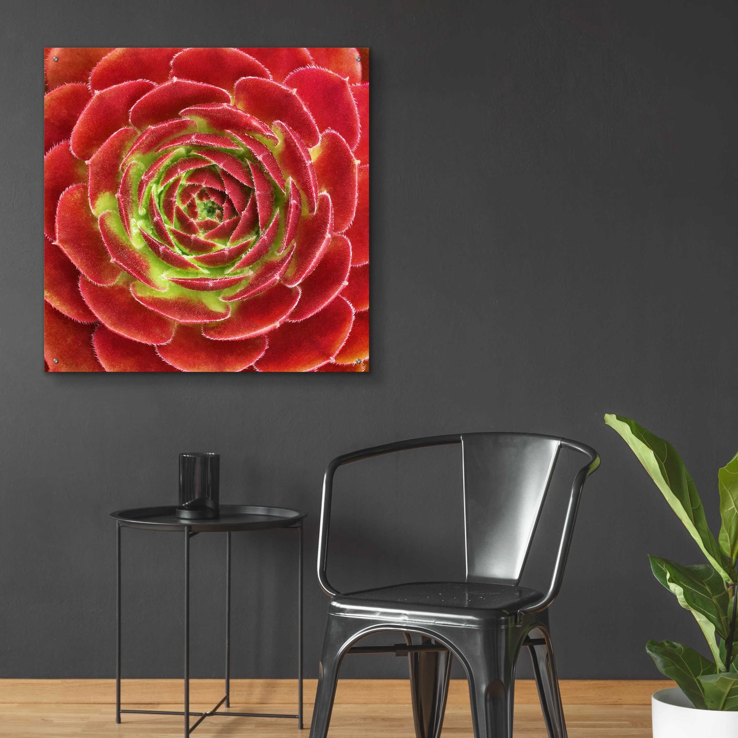 Epic Art 'Fuzzy Red Succulent' by Jan Bell Acrylic Glass Wall Art,36x36