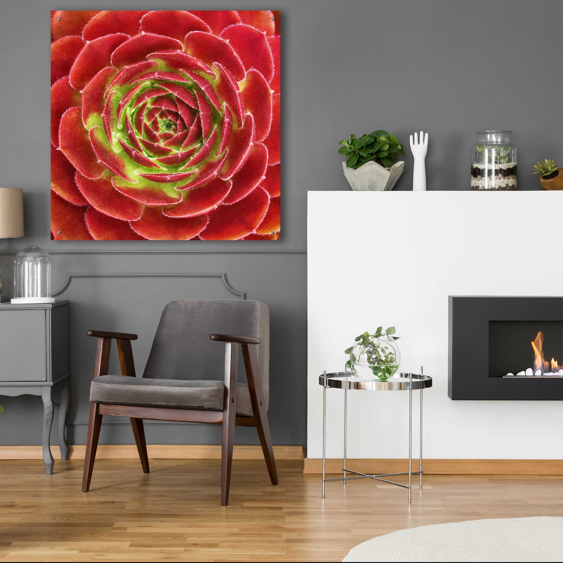 Epic Art 'Fuzzy Red Succulent' by Jan Bell Acrylic Glass Wall Art,36x36