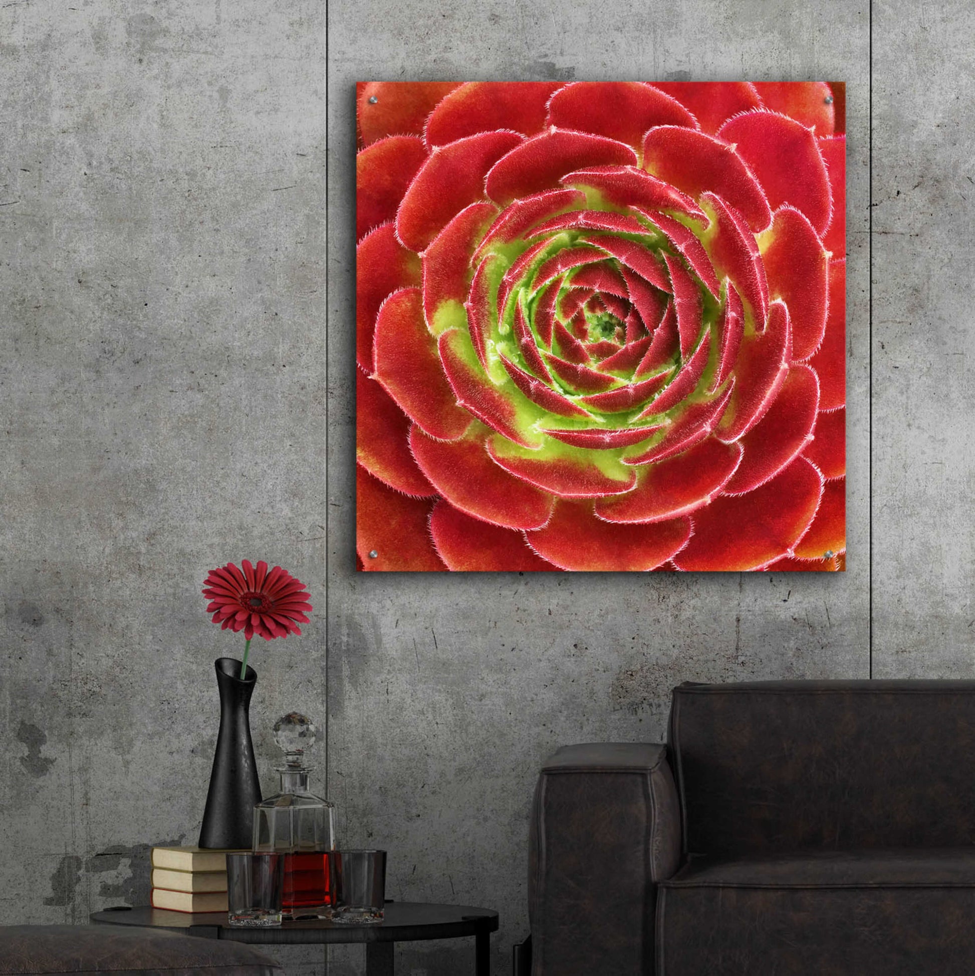 Epic Art 'Fuzzy Red Succulent' by Jan Bell Acrylic Glass Wall Art,36x36