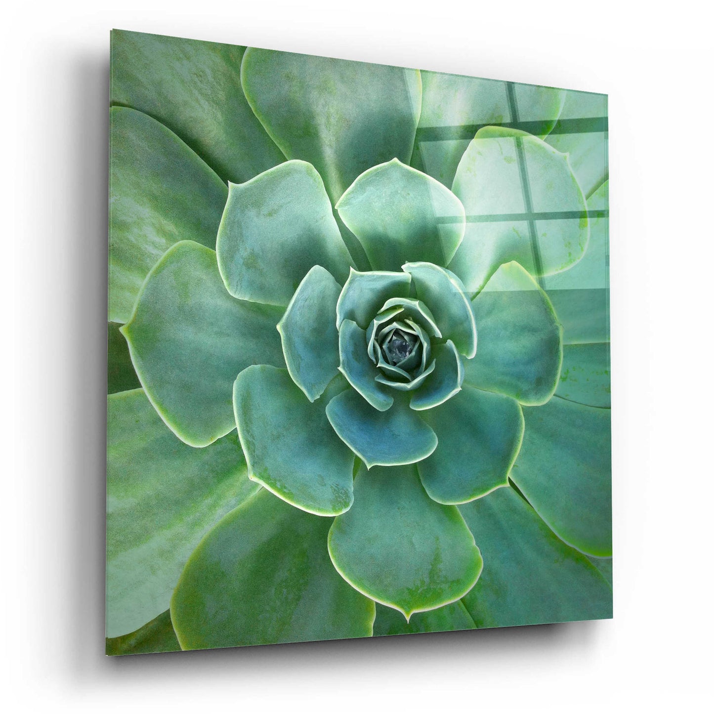 Epic Art 'Glowing Succulent' by Jan Bell Acrylic Glass Wall Art,12x12