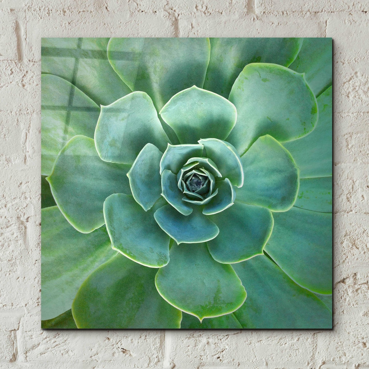 Epic Art 'Glowing Succulent' by Jan Bell Acrylic Glass Wall Art,12x12