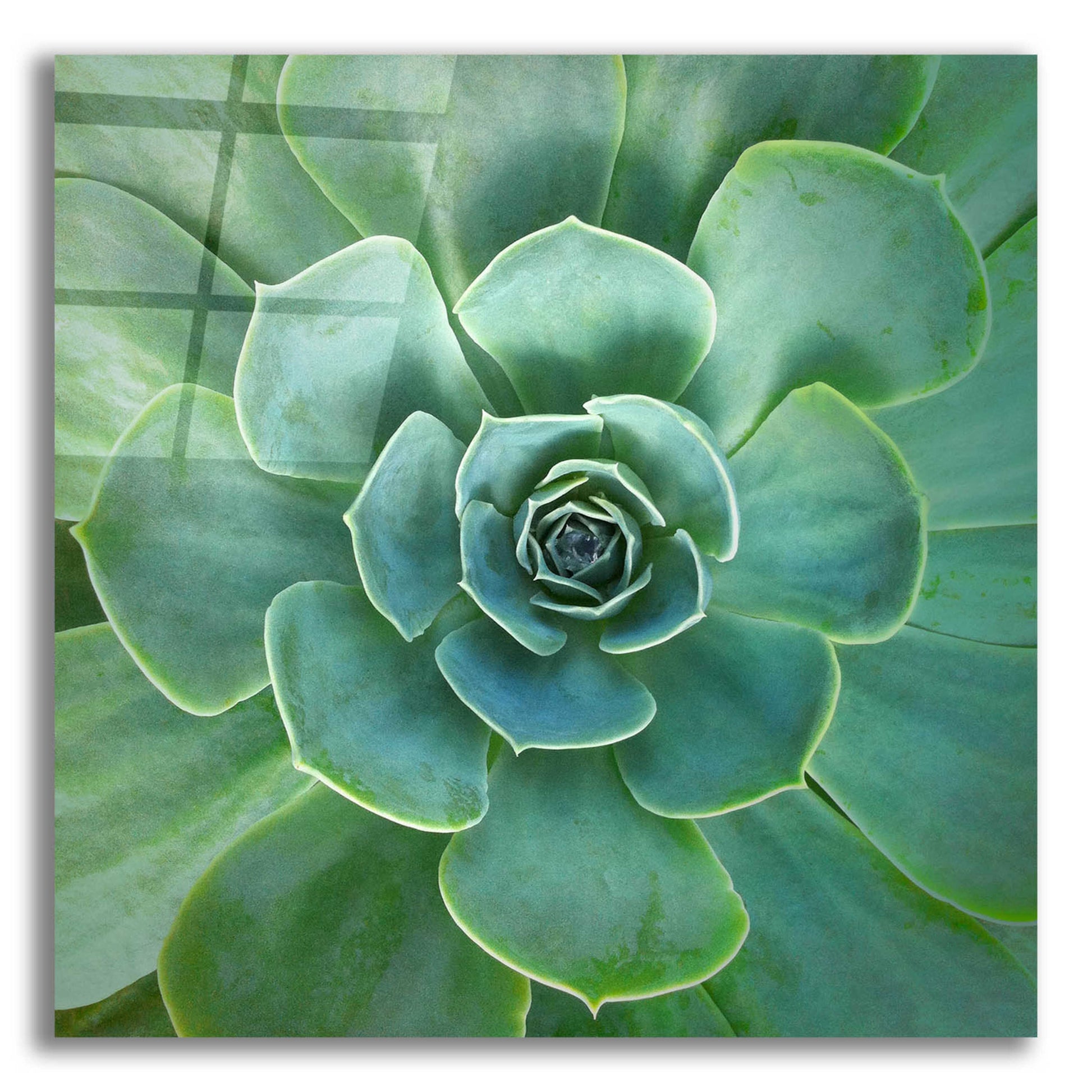 Epic Art 'Glowing Succulent' by Jan Bell Acrylic Glass Wall Art,12x12