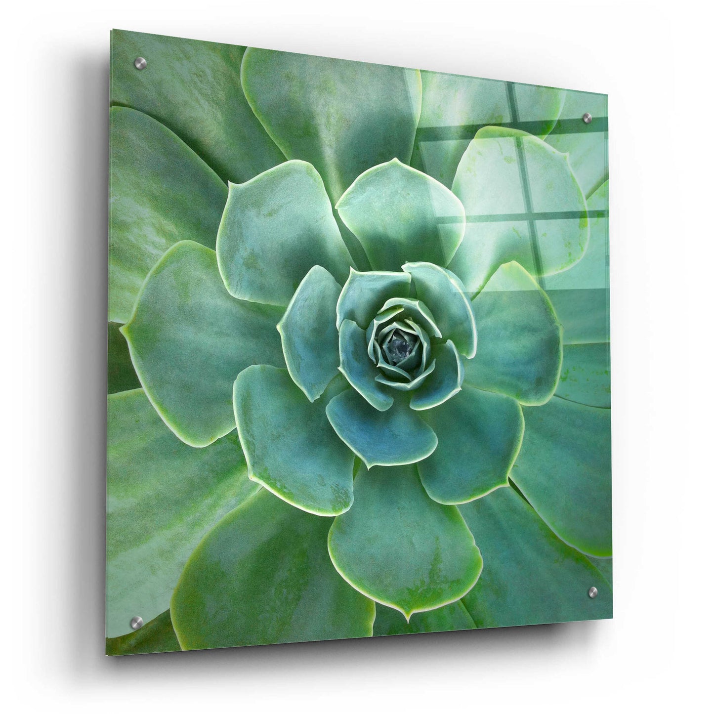 Epic Art 'Glowing Succulent' by Jan Bell Acrylic Glass Wall Art,24x24