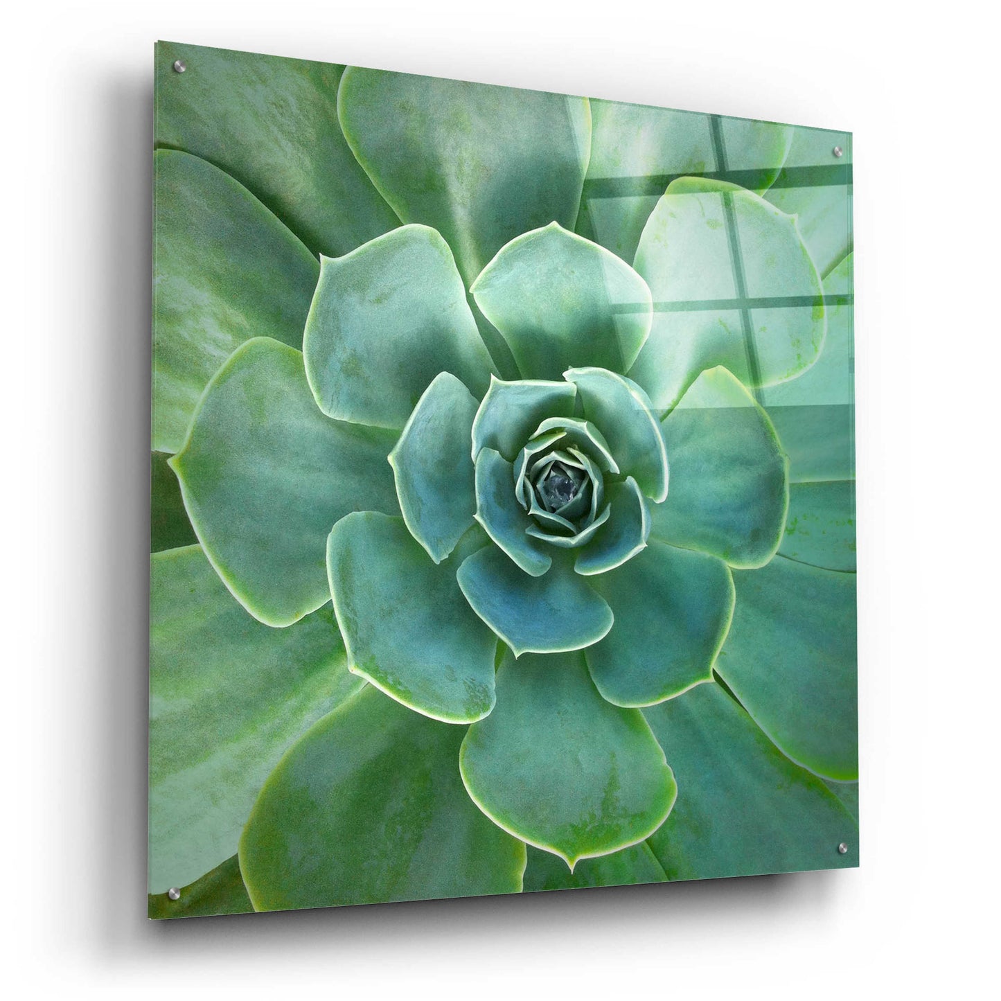 Epic Art 'Glowing Succulent' by Jan Bell Acrylic Glass Wall Art,36x36